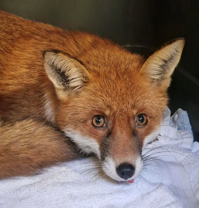 Wildlife rescue – news from HART January / February 2024