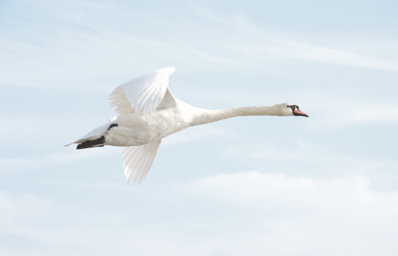 Animal Wild January / February 2024