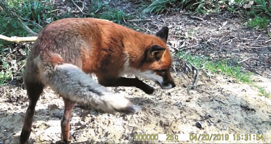 Fox hunting – a secret deal with the police