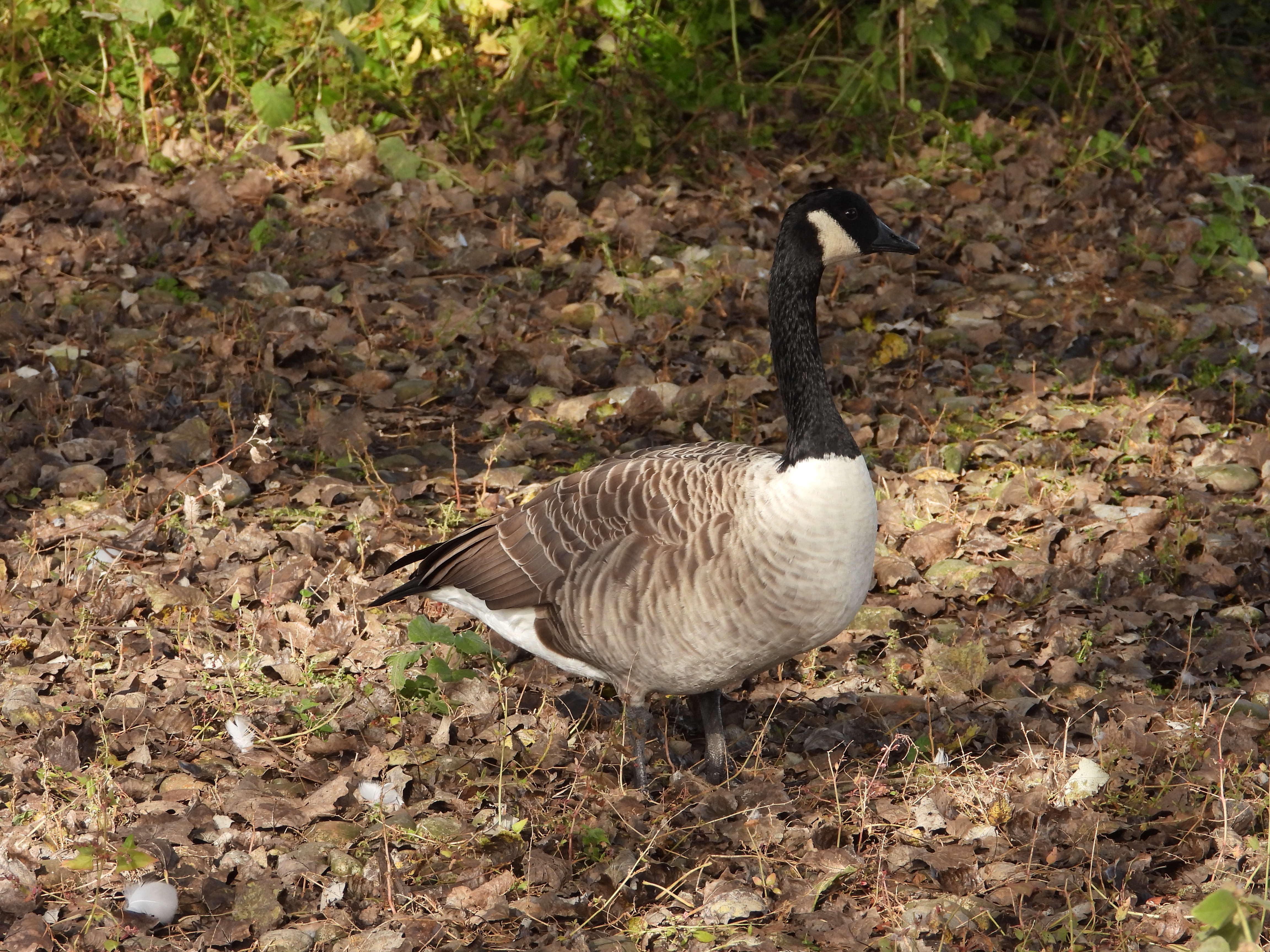 Rescued Canada Geese – did they know they could fly?