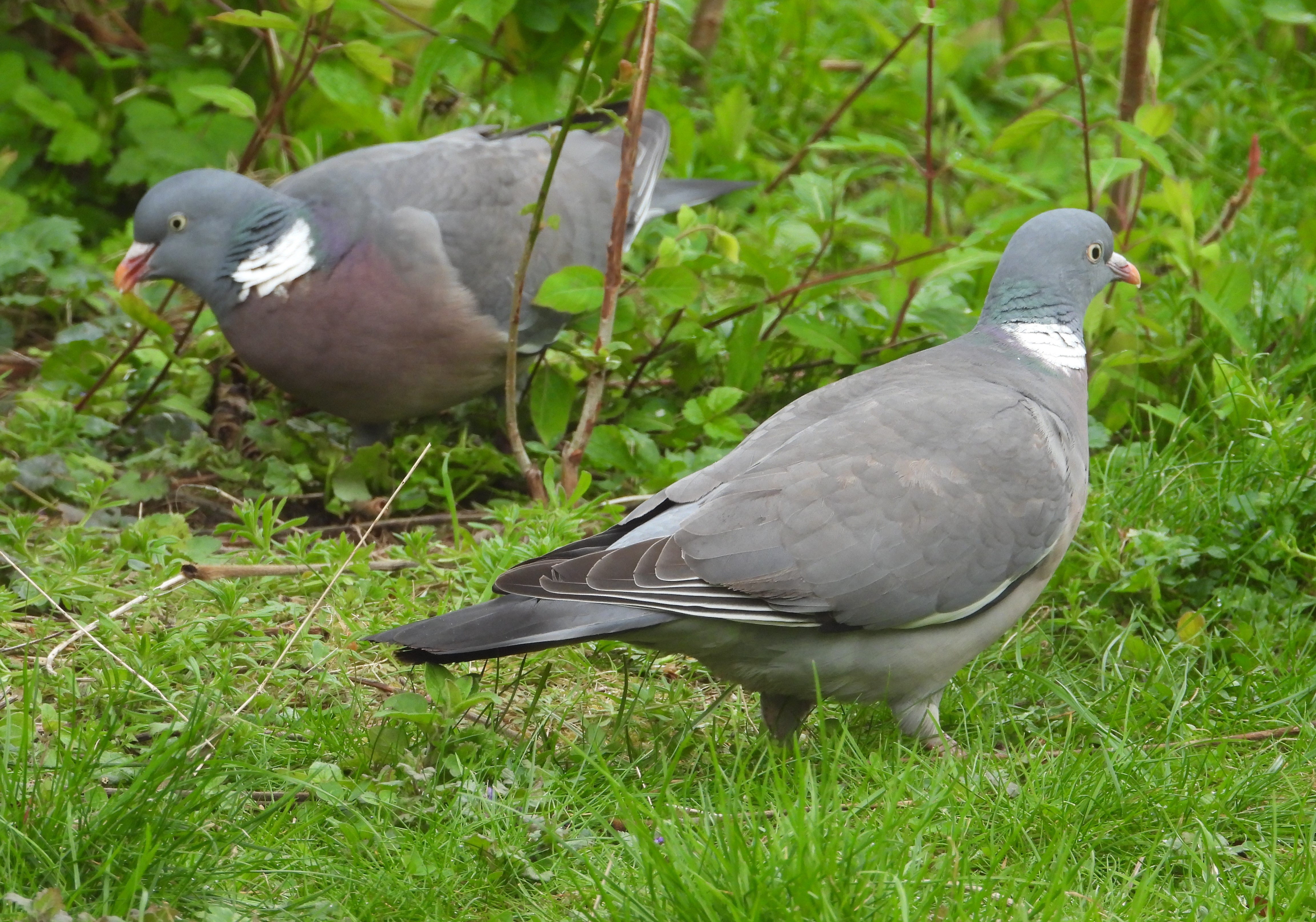 Royal Pigeons
