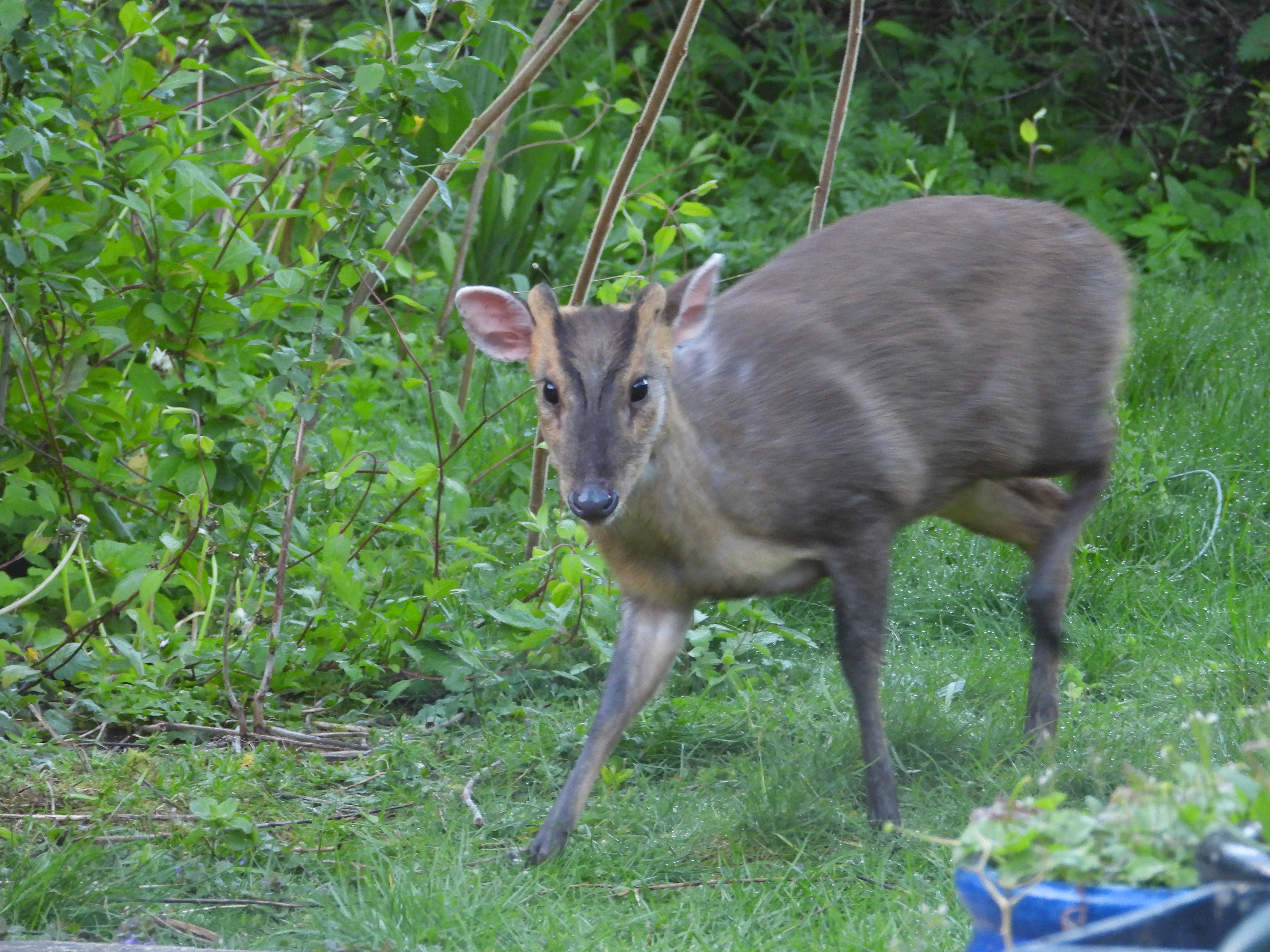 An unexpected garden visitor
