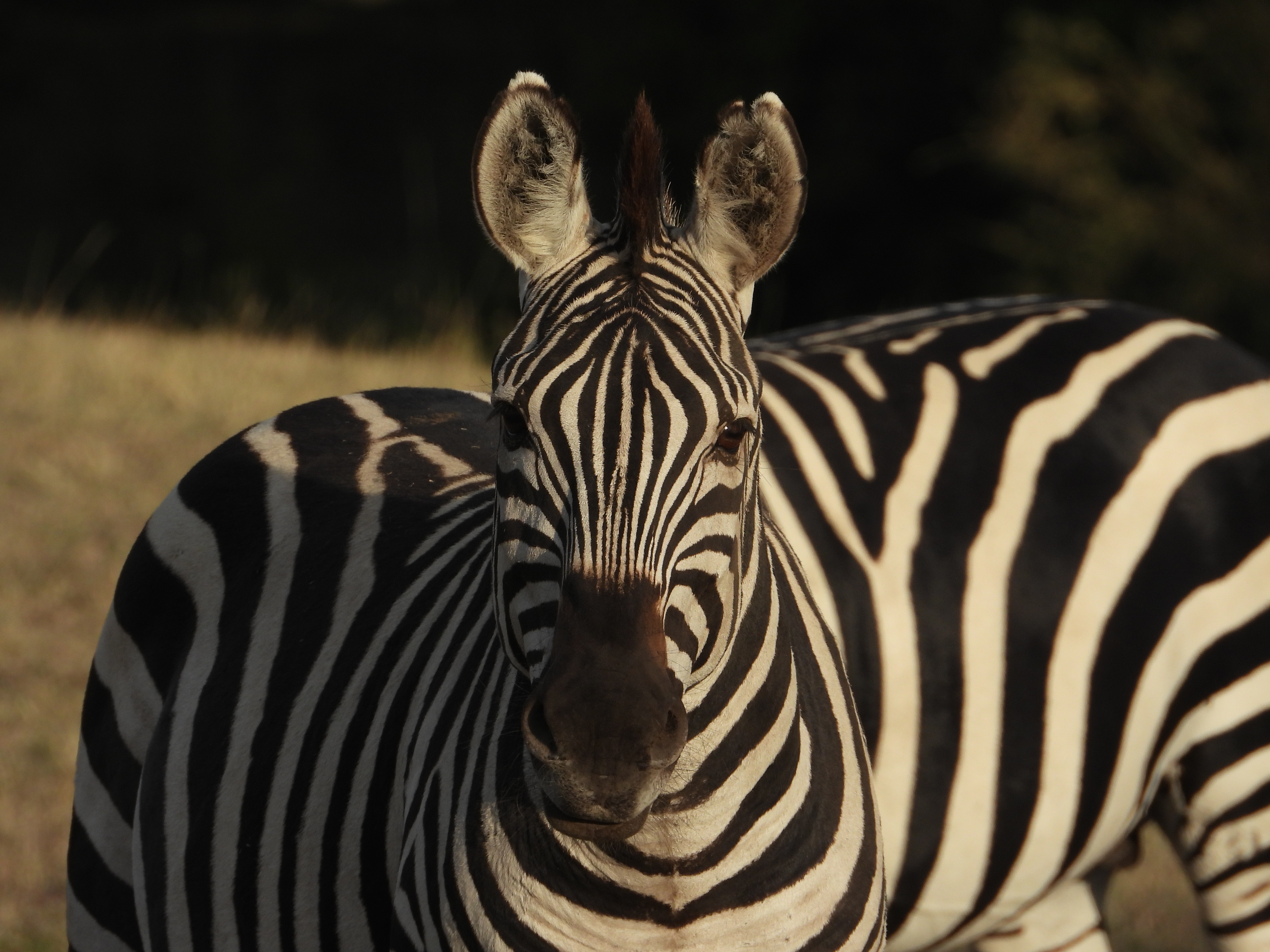 Black & White (& ChatGPT)