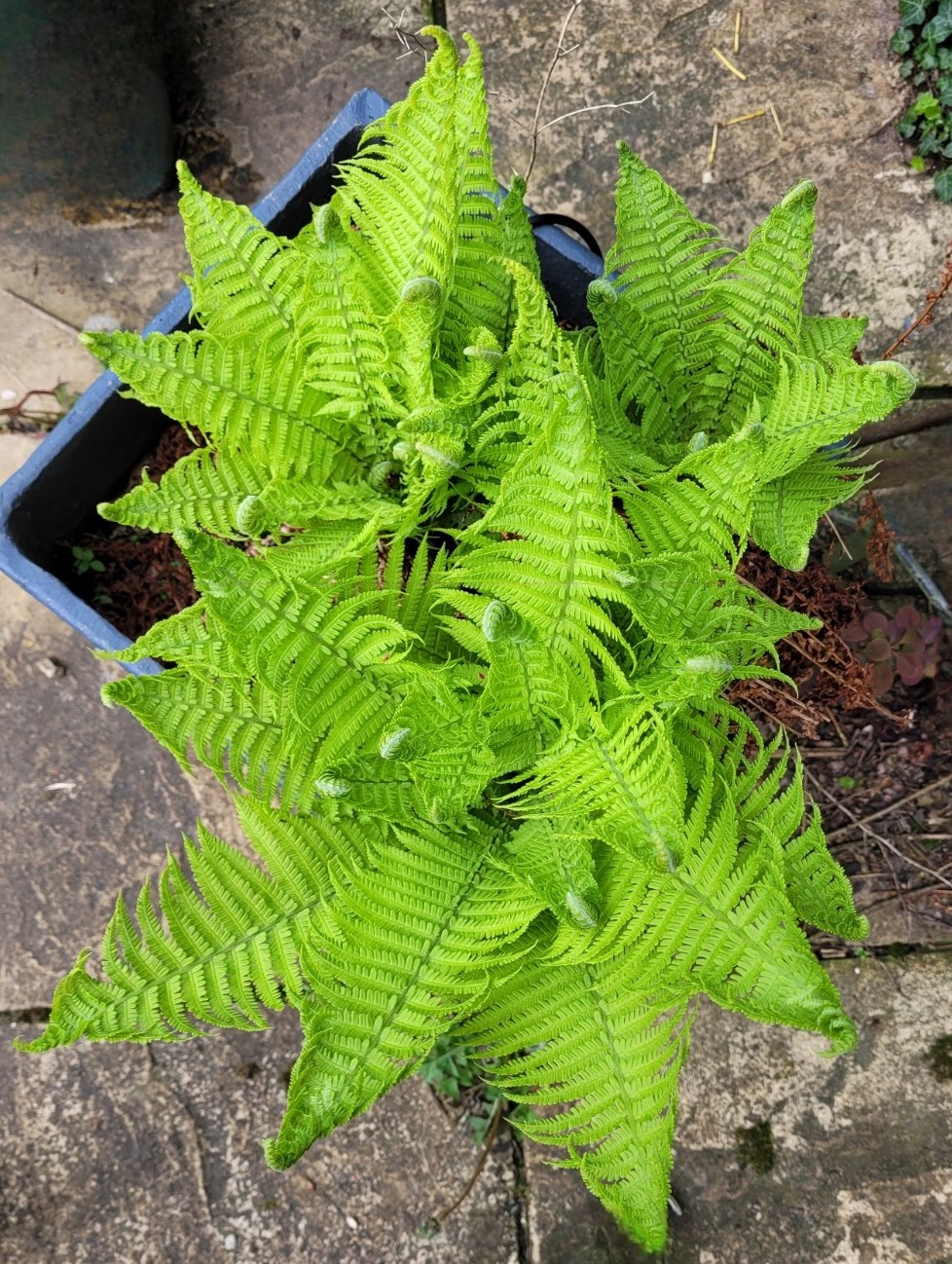 Fractal ferns