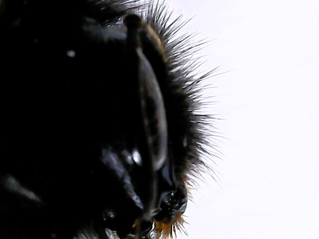 A bee close-up