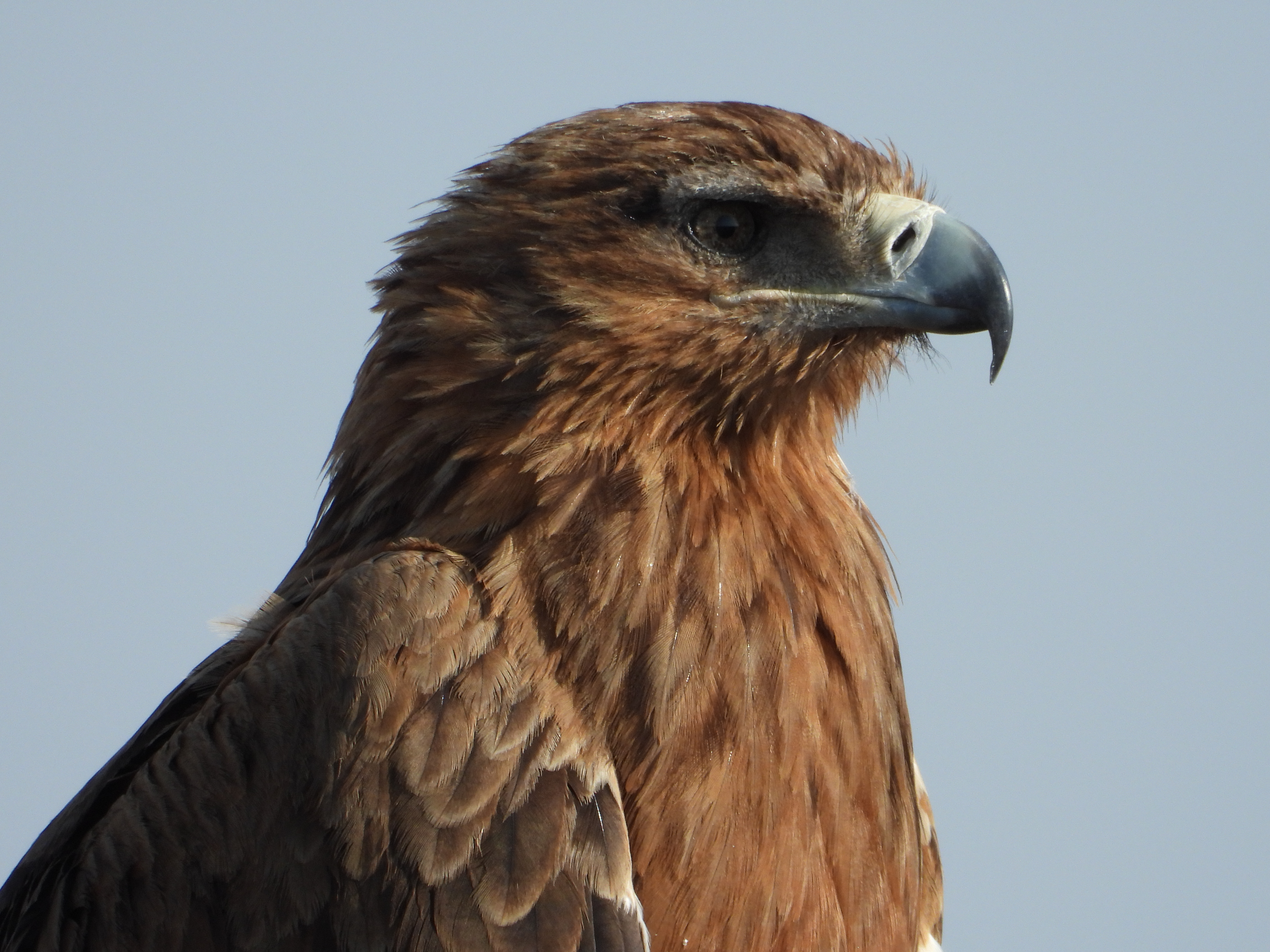 Birdwatch & BirdGuides May/June 2024