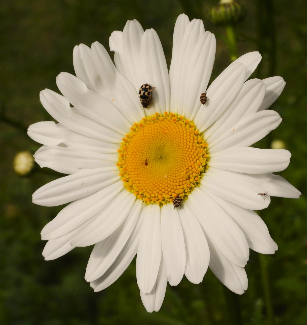 Oxeye daisies and ladybirds