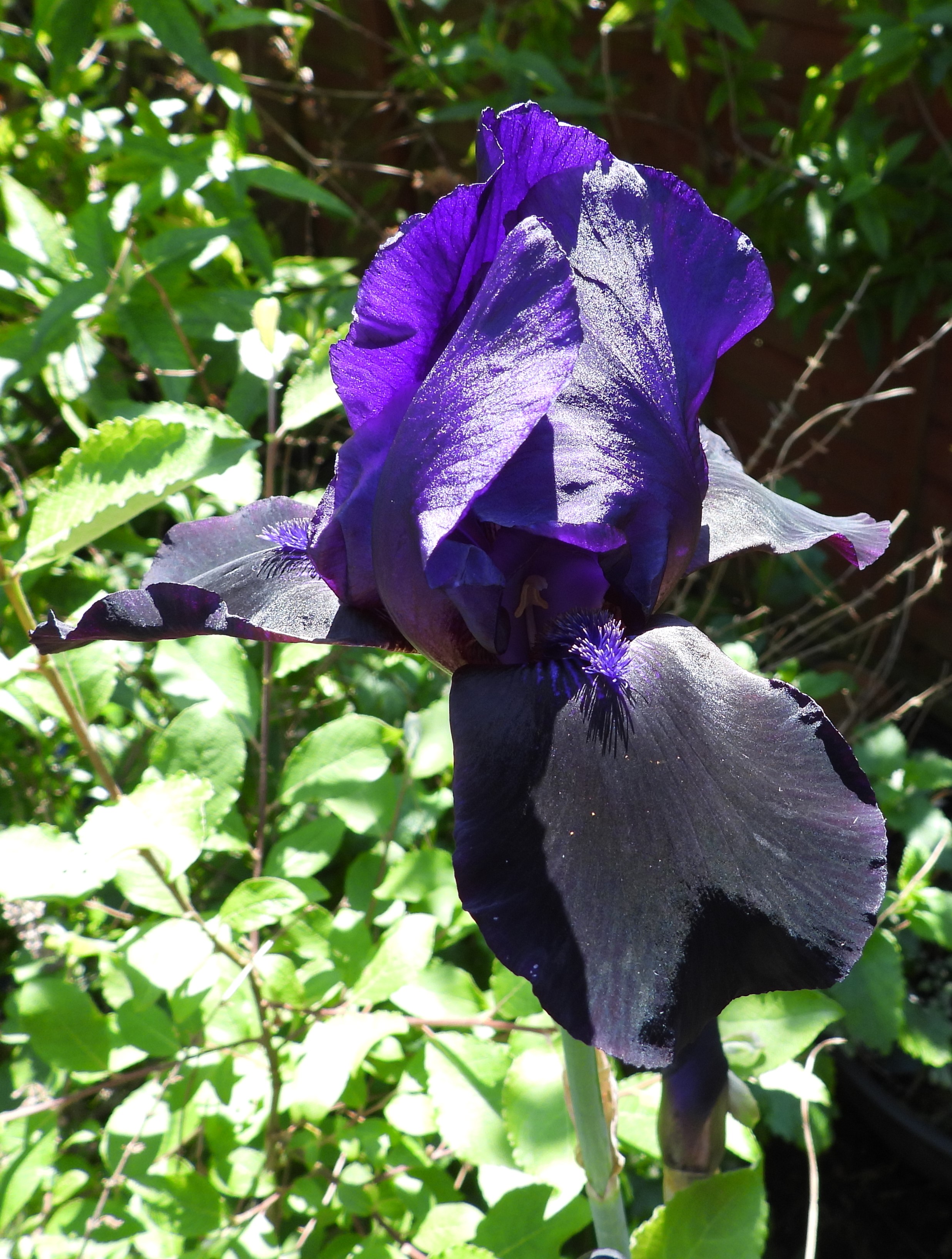 Iris