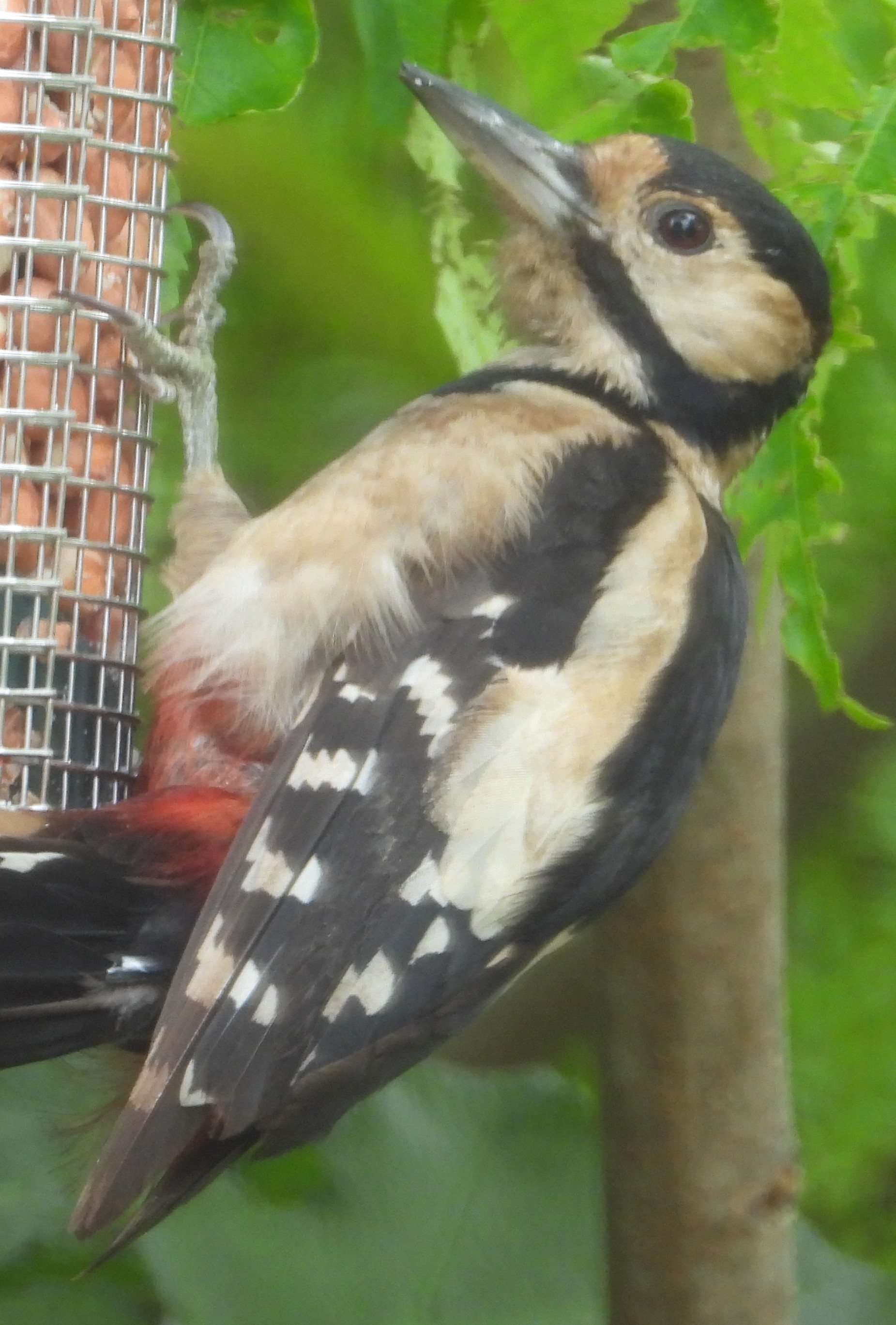 More Woodpecker news