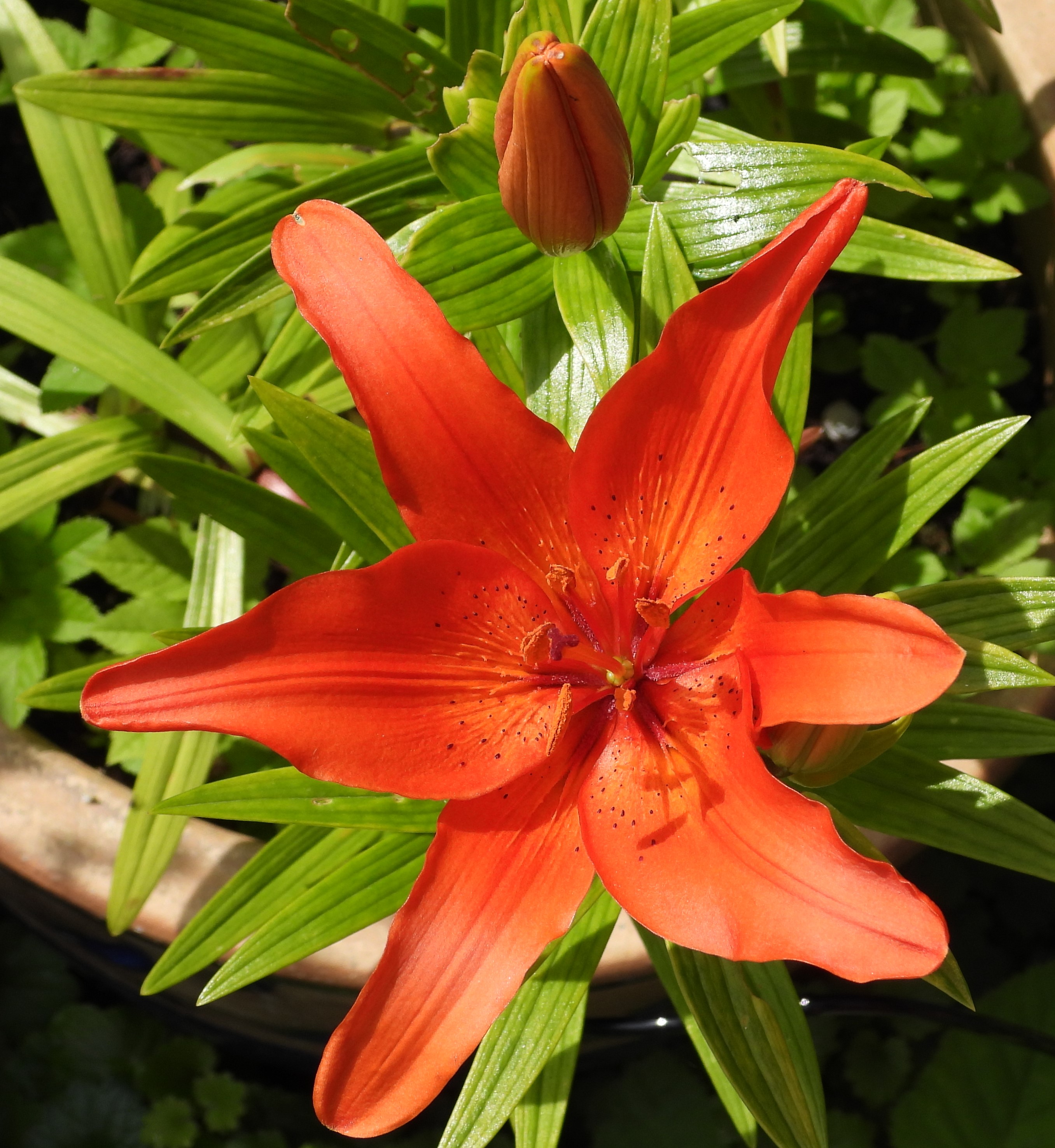 Lilies in flower