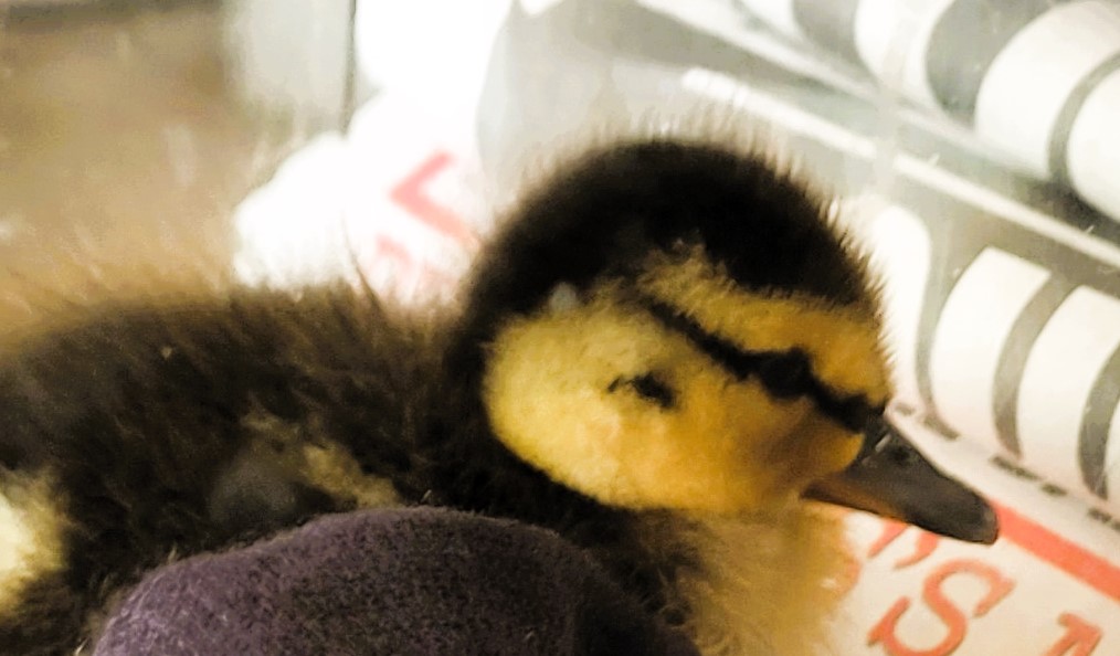 Wildlife rescue and protest round-up