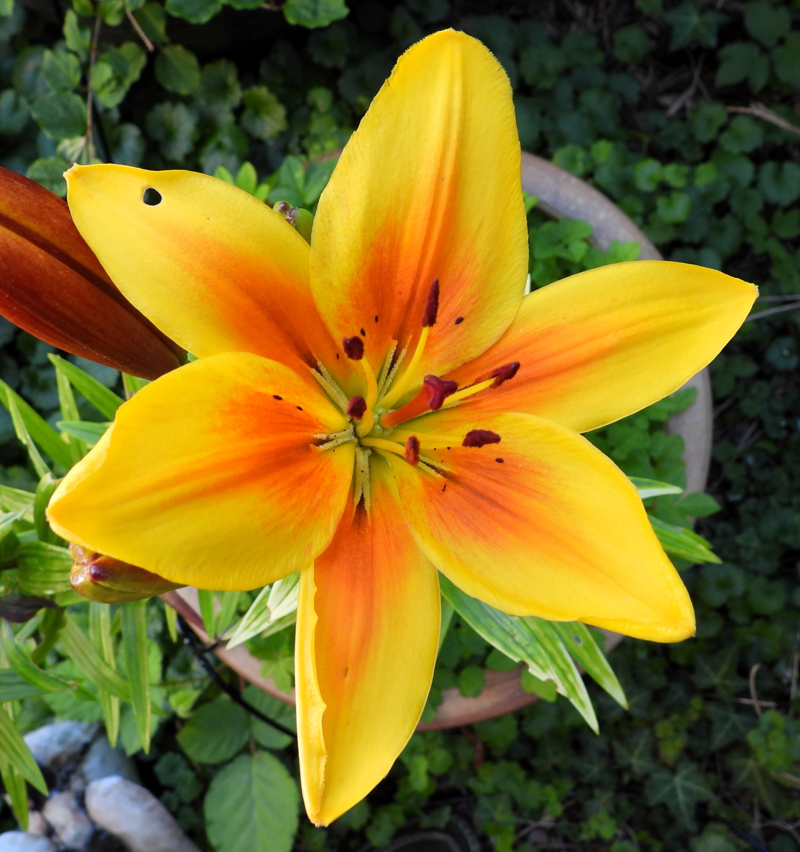 A Blackbird in the house, more lilies and some very pretty notebooks