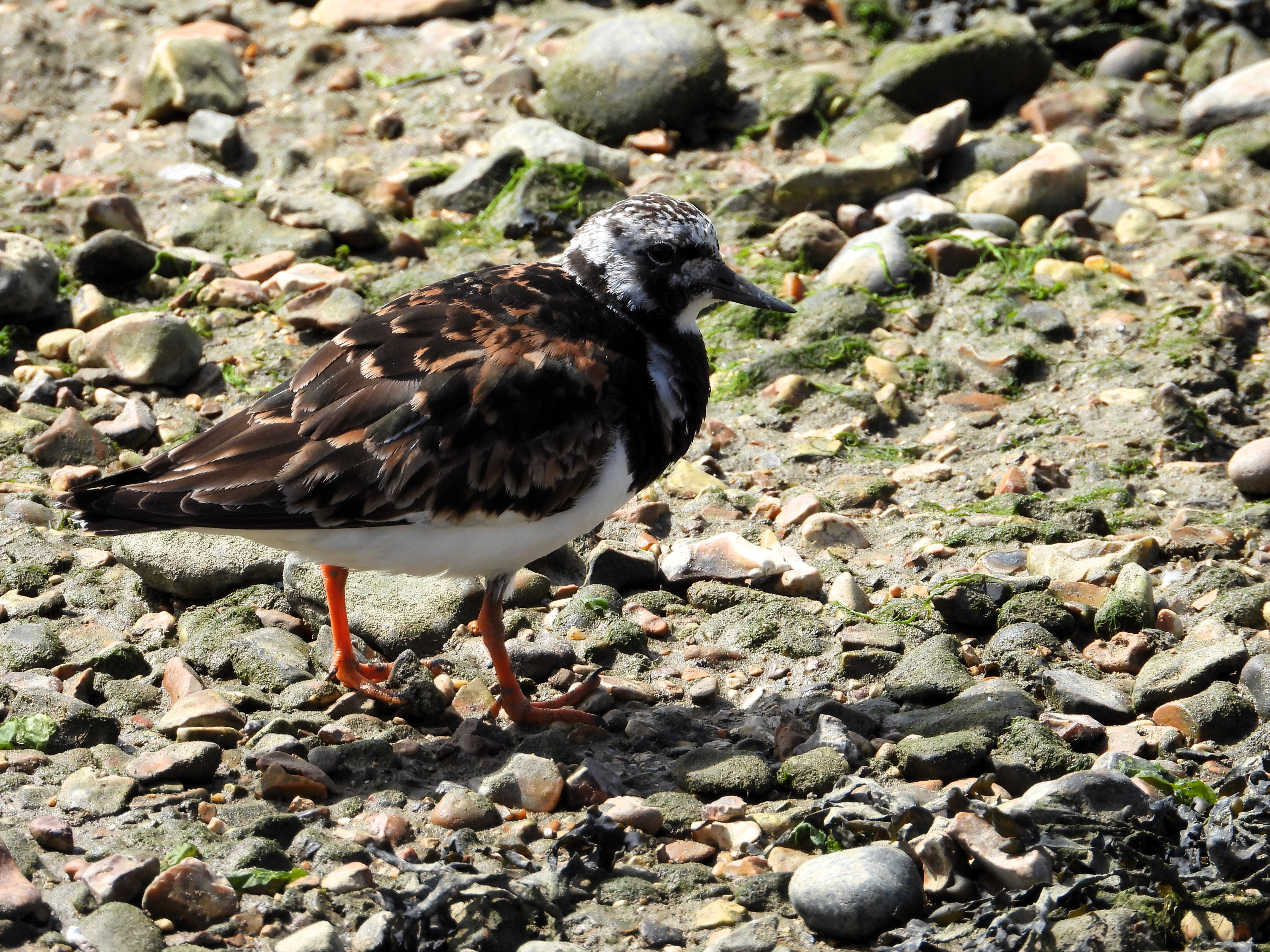 Turnstones.  A return to Titchfield Haven