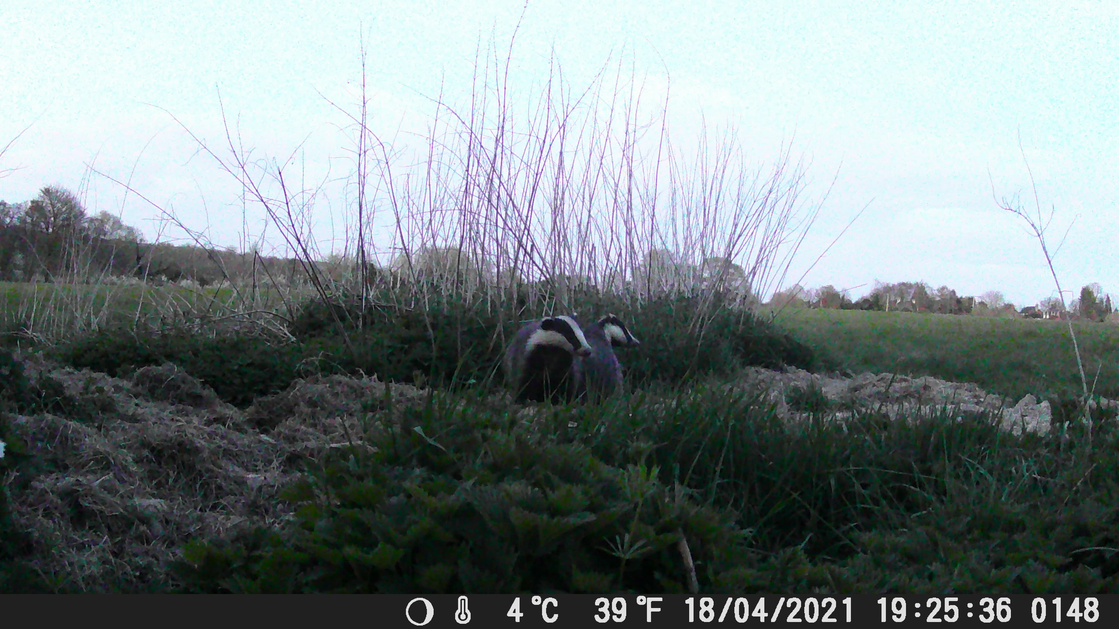 Sir Brian May, badgers & farmers: thoughts after the BBC programme