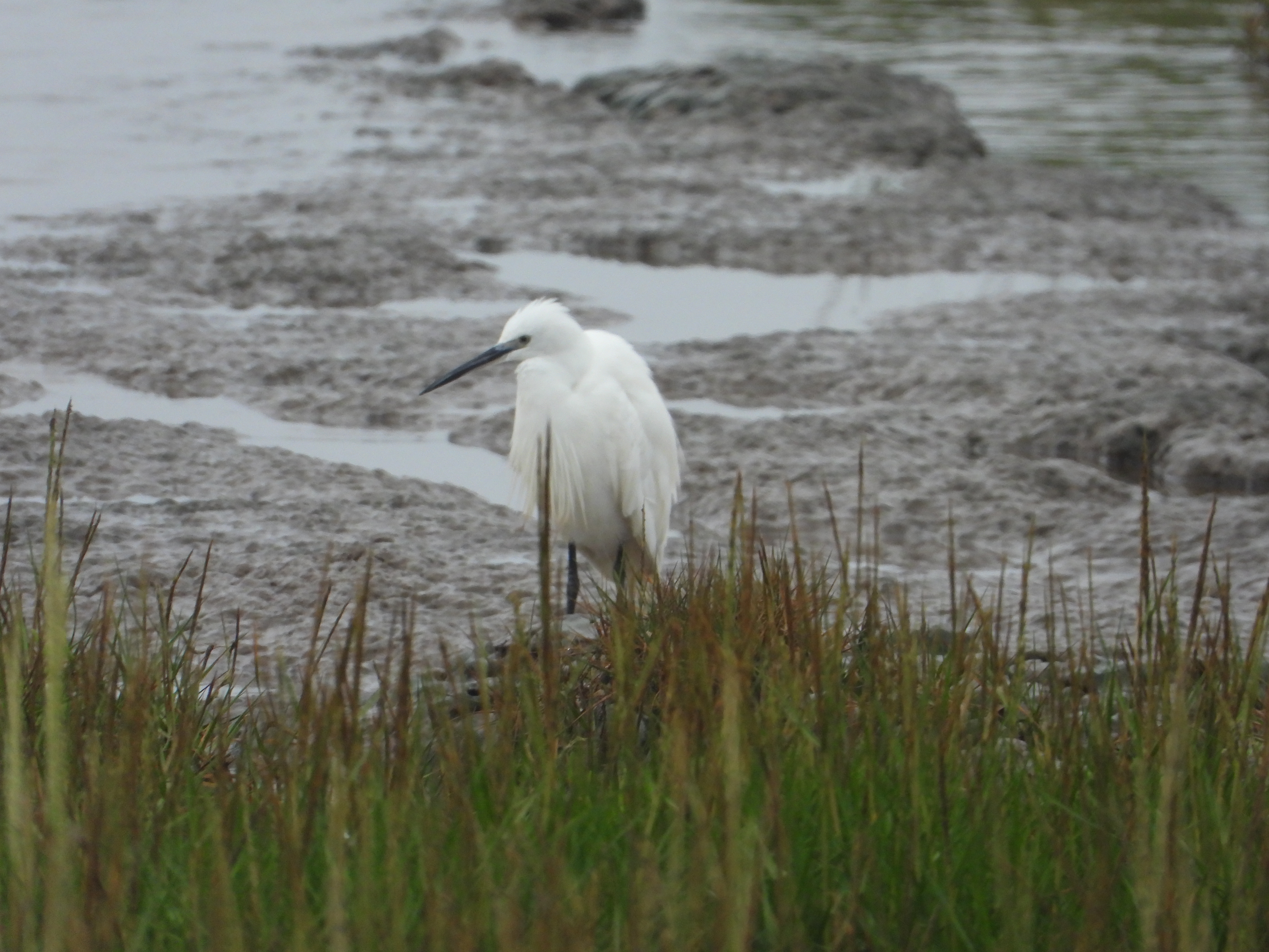 Spurn Migration Festival 2024