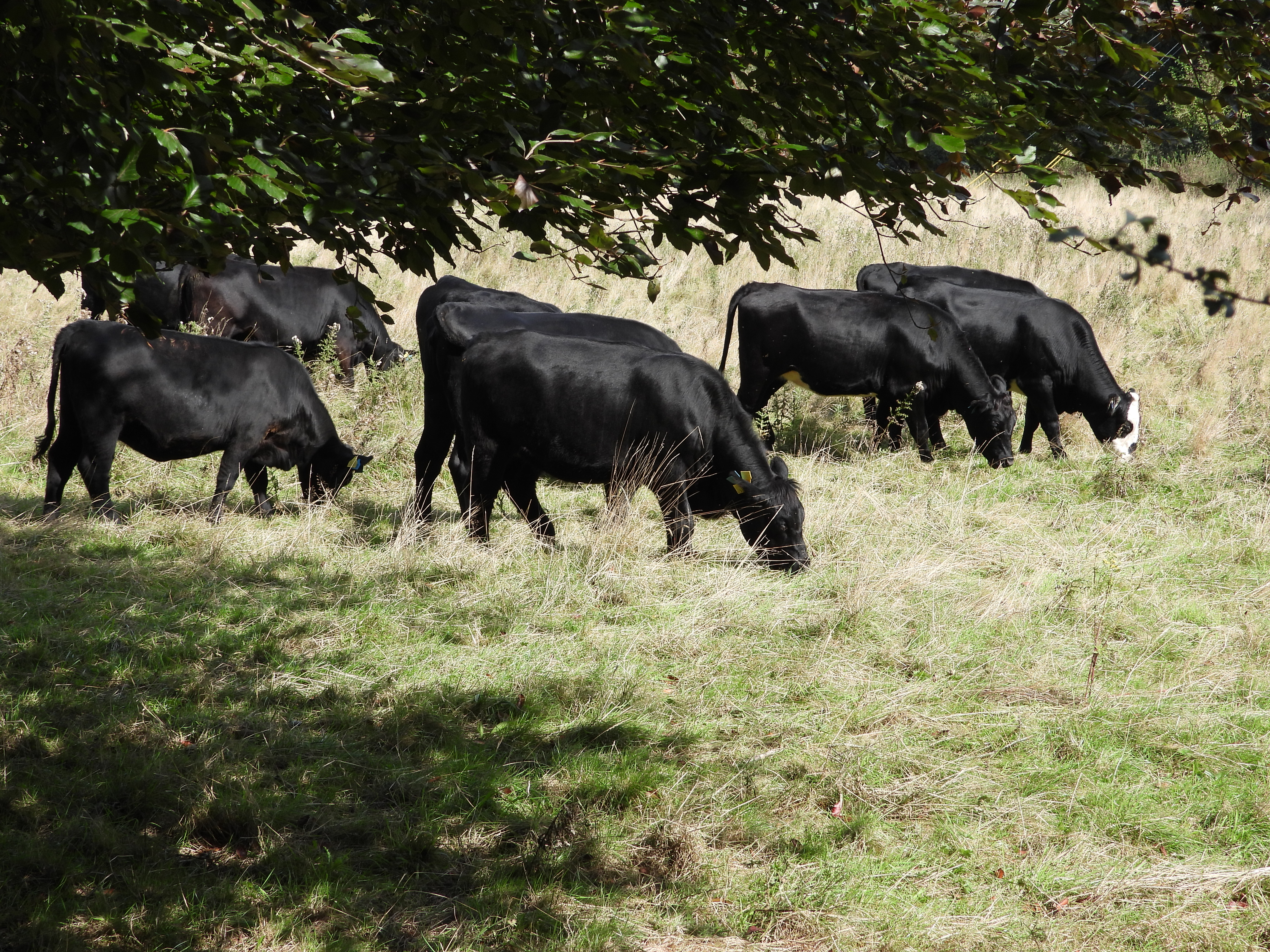 Starmer, farmers, foxes, badgers, salmon and more