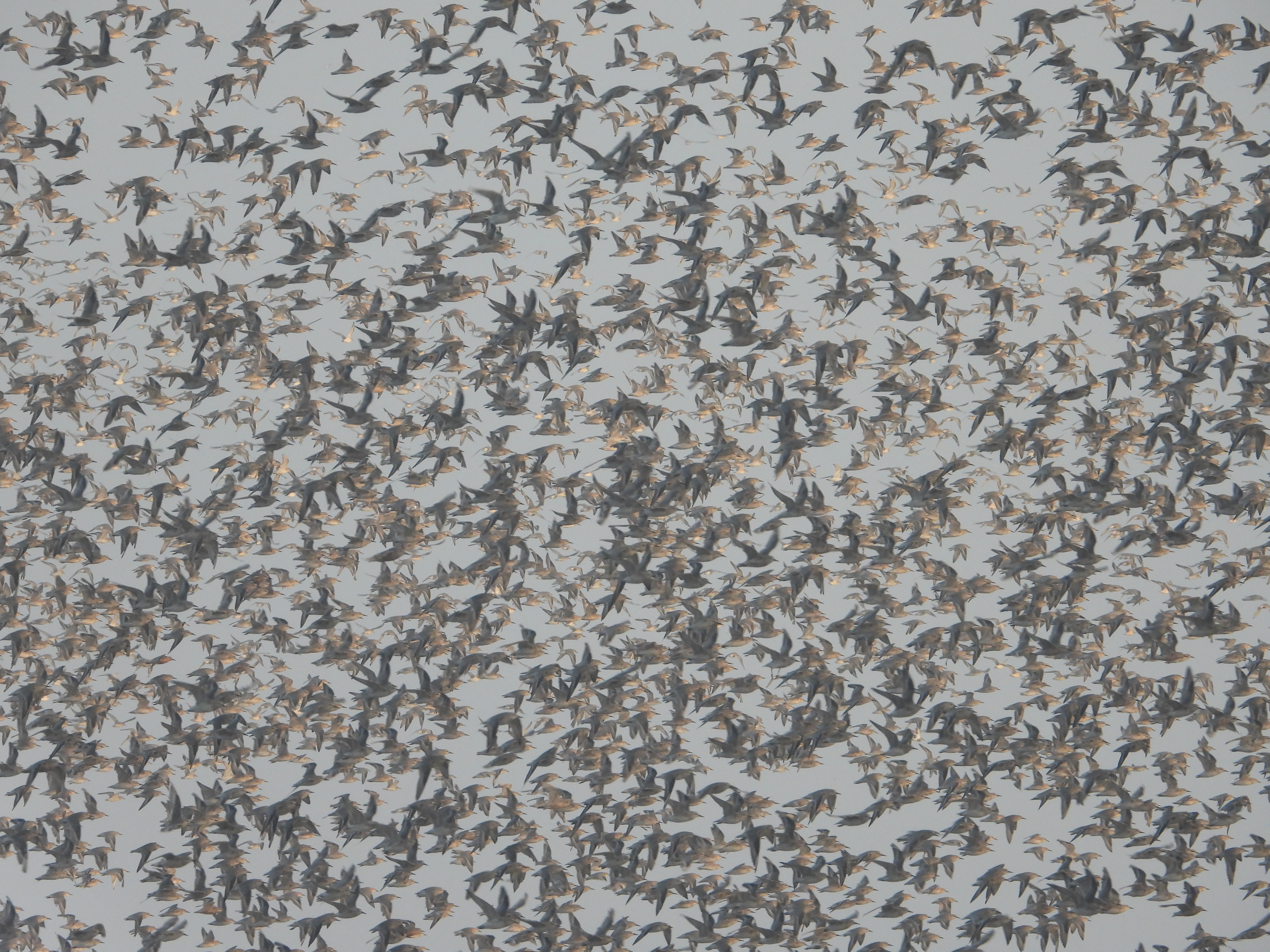 Wonders of wildlife in Norfolk part II, RSPB Snettisham and the Knot Spectacular