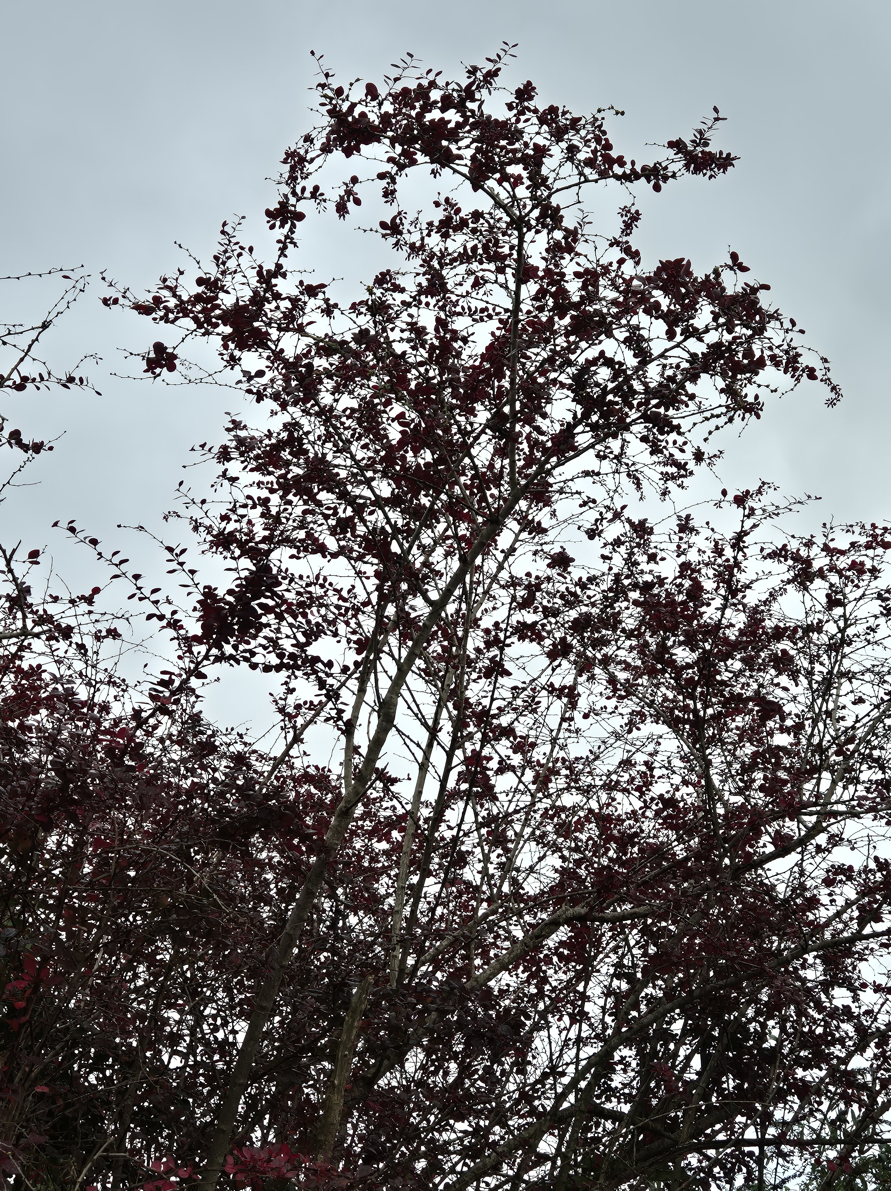The Trees of Life and Language, fractals and the Sapir-Whorf Hypothesis