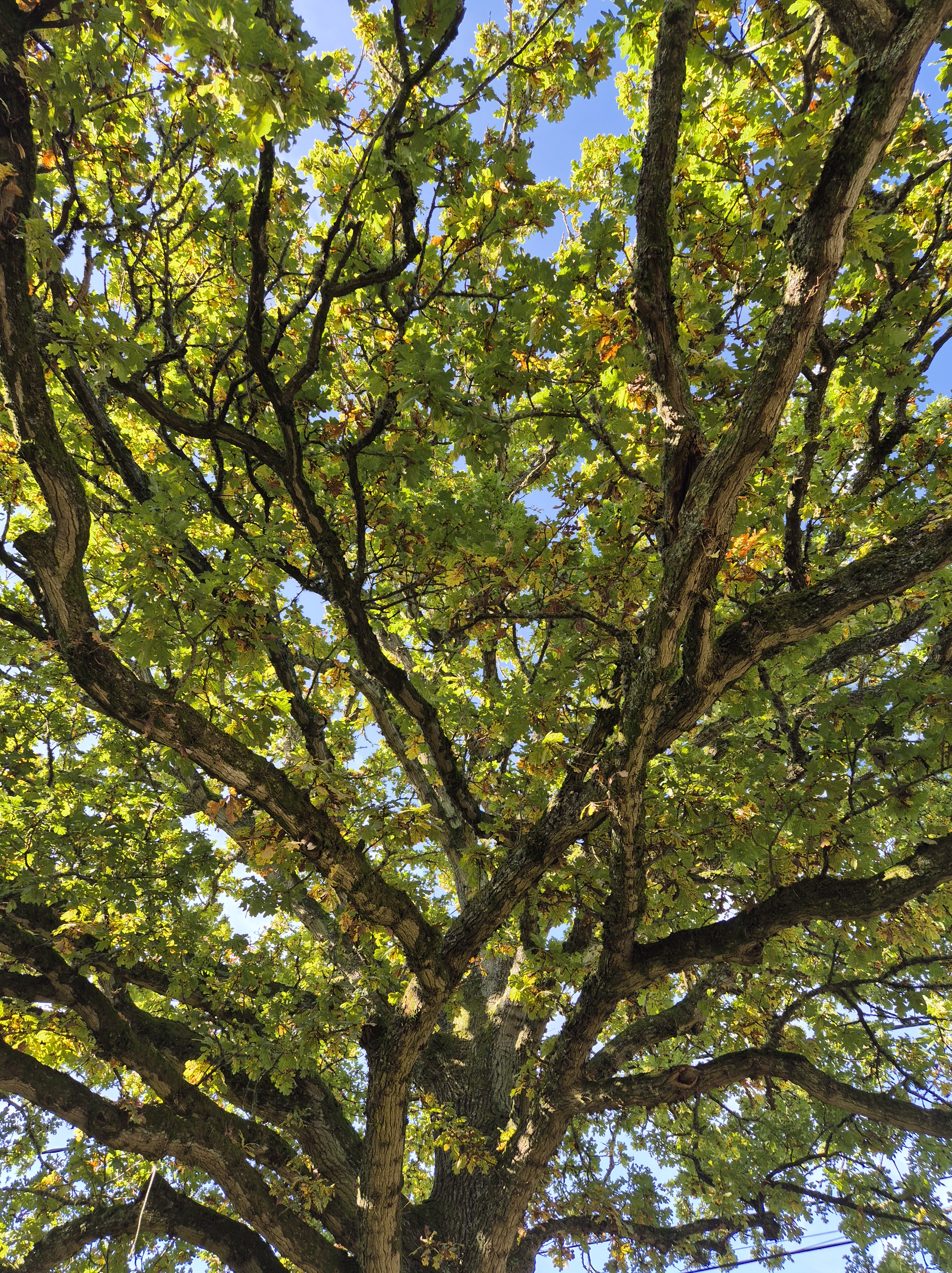 Snakes, Amur Falcons, Gulls, Swans, Pigeons and Trees