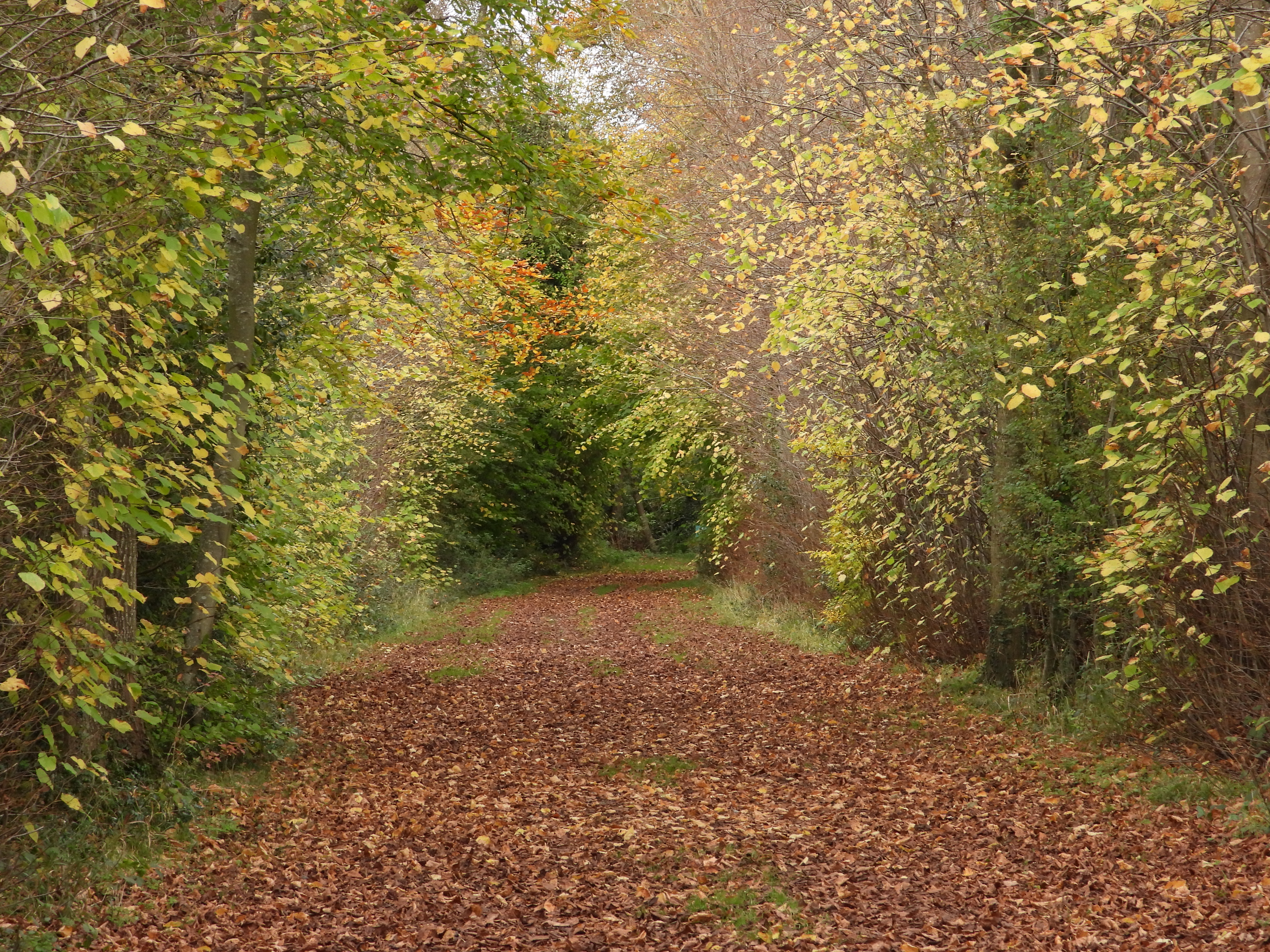 A few more fungi, local poaching, Thames Water and the budget