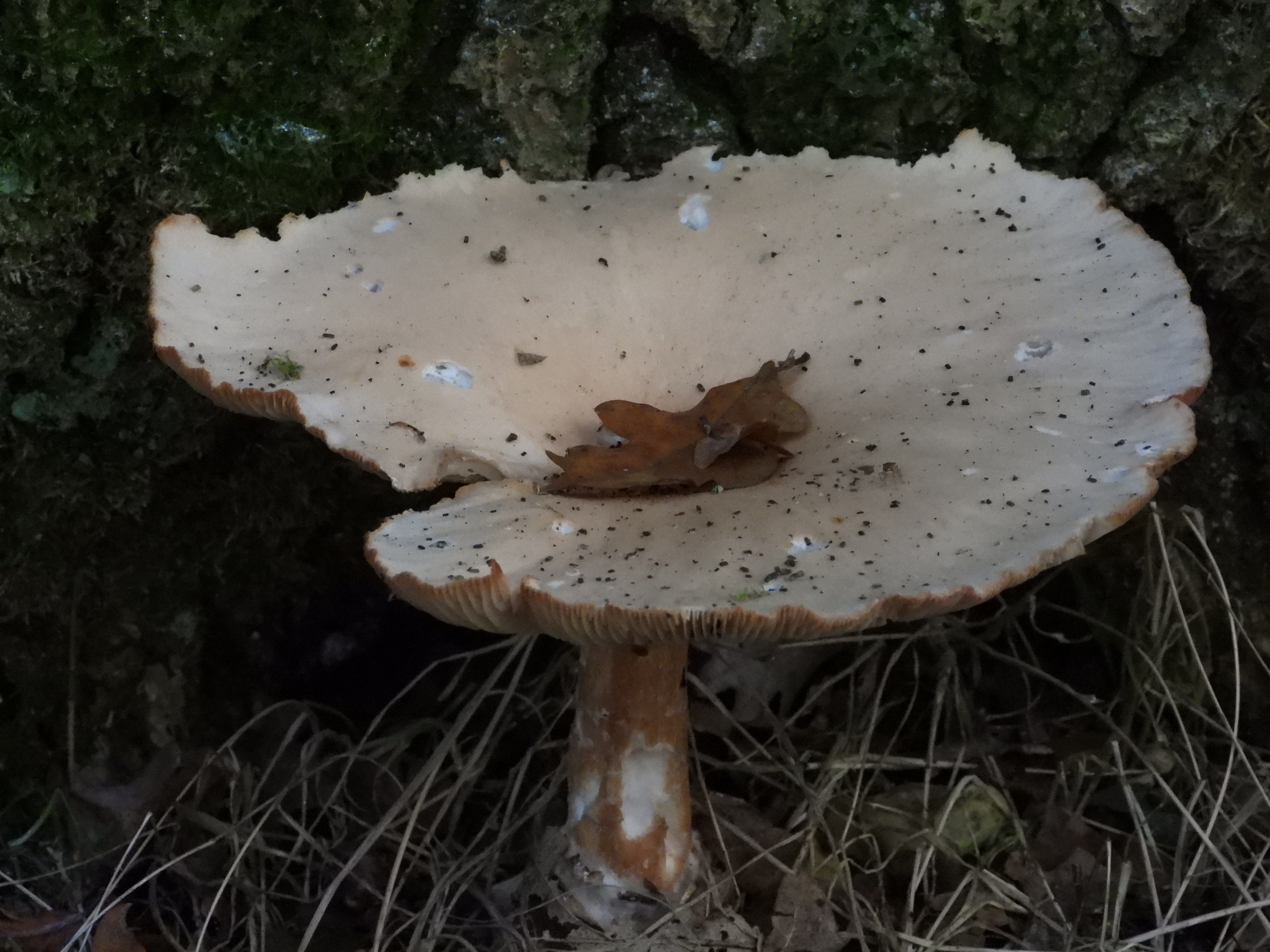 Even more fungi, the Tree Register and a not so welcome presence in my hair