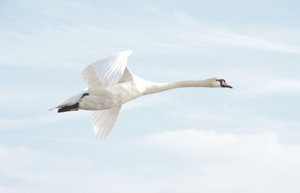 A Swan, a Badger, a Gyrfalcon, a Fox, and Squirrel and Songbird theatre