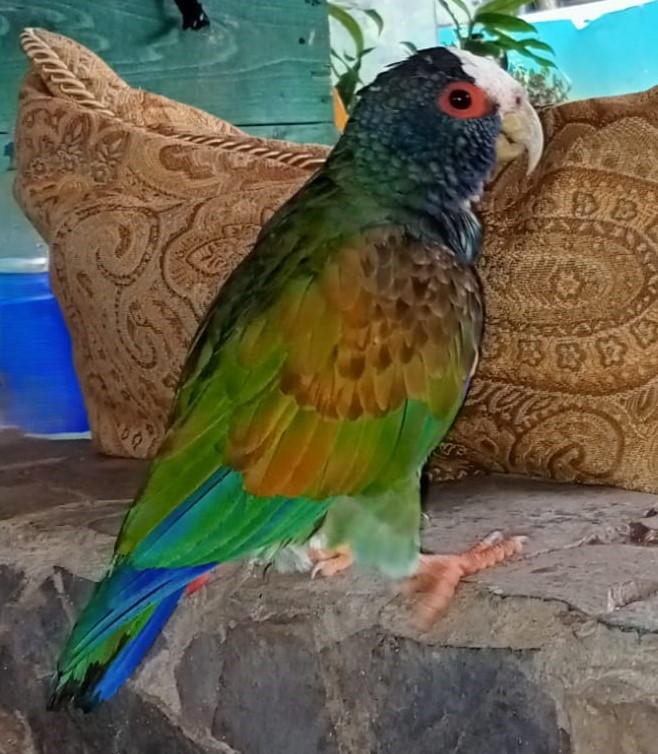 A White-crowned Parrot and other wildlife
