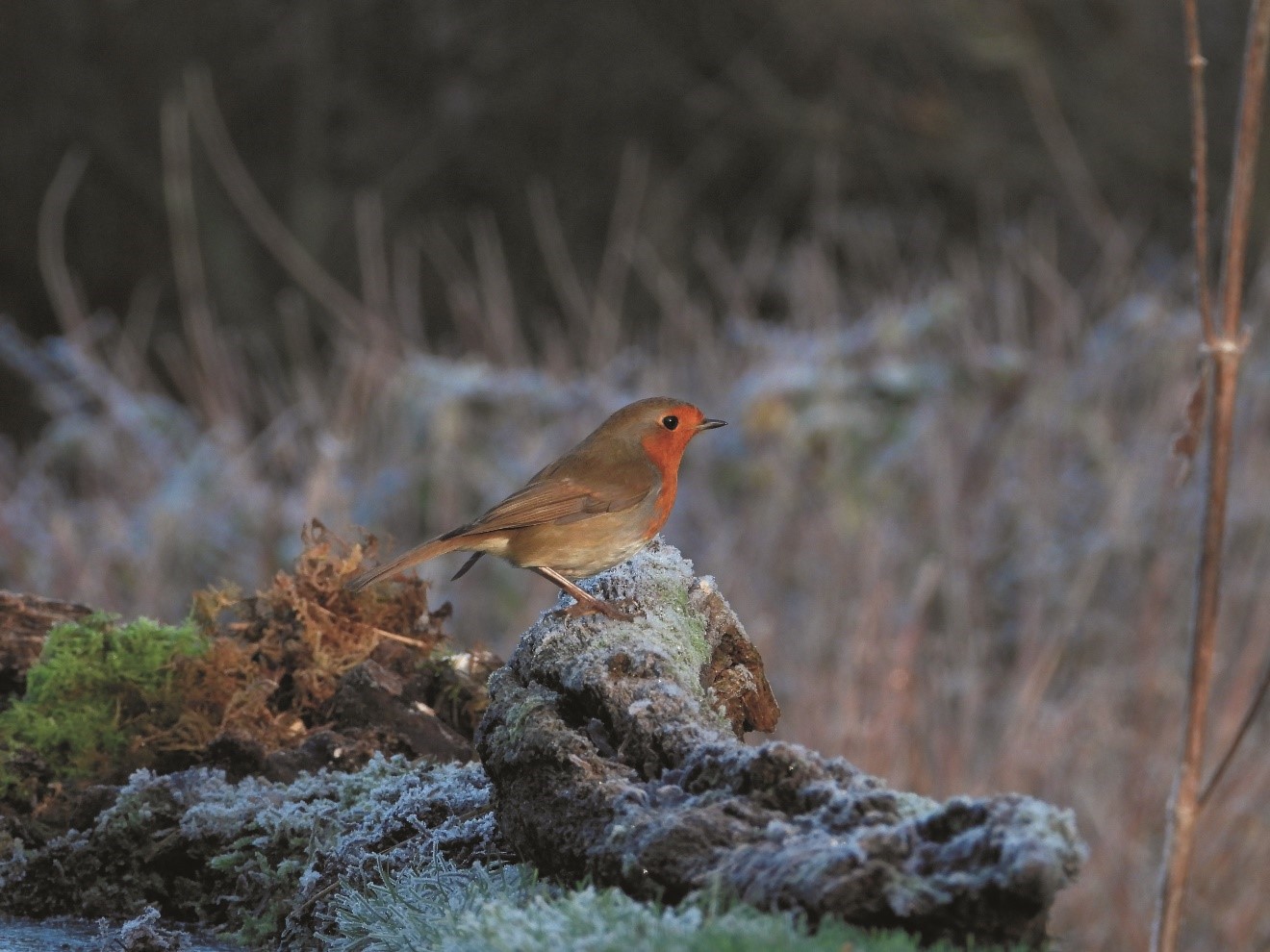 Good news for wildlife