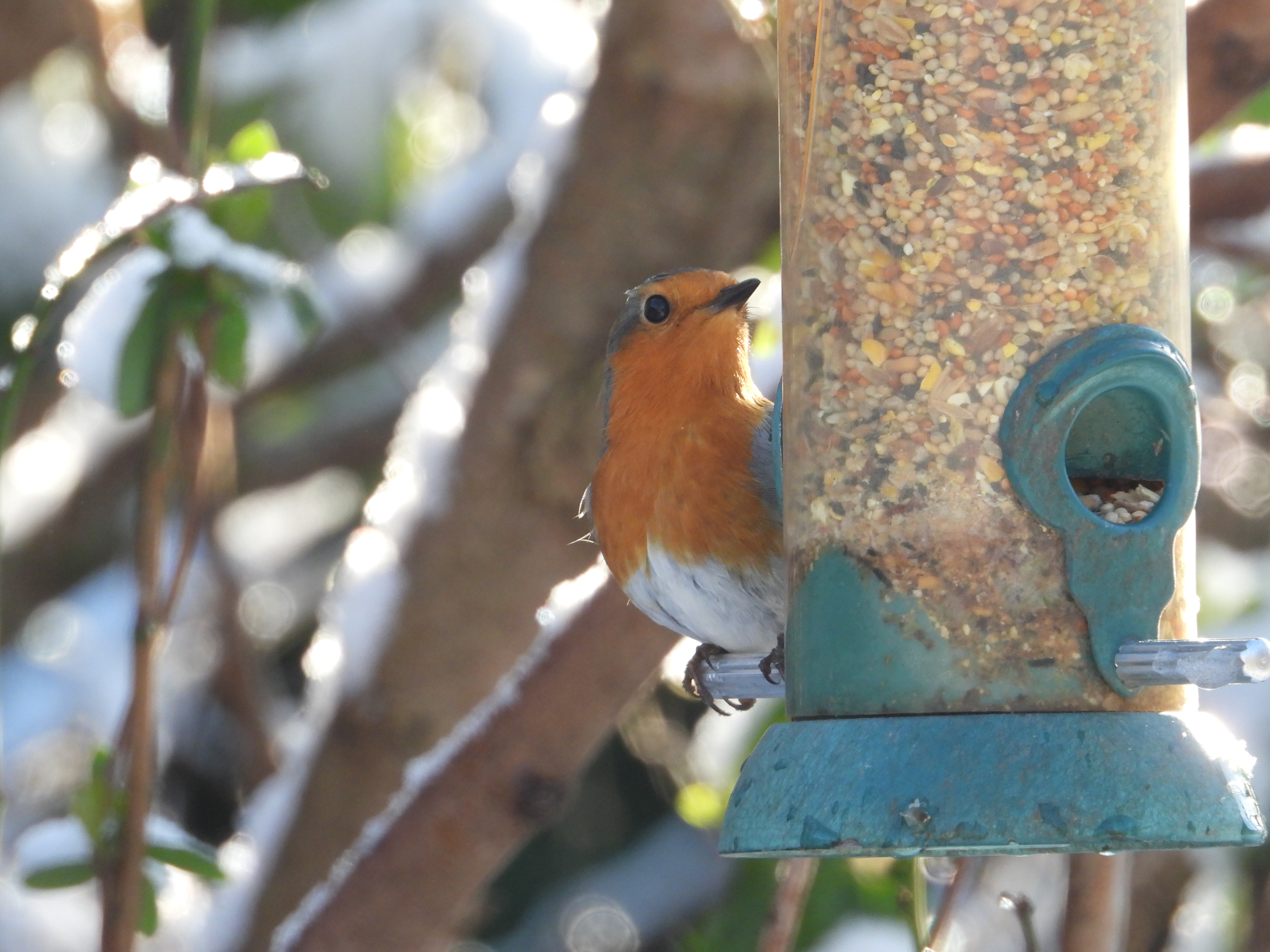 A few more bird names