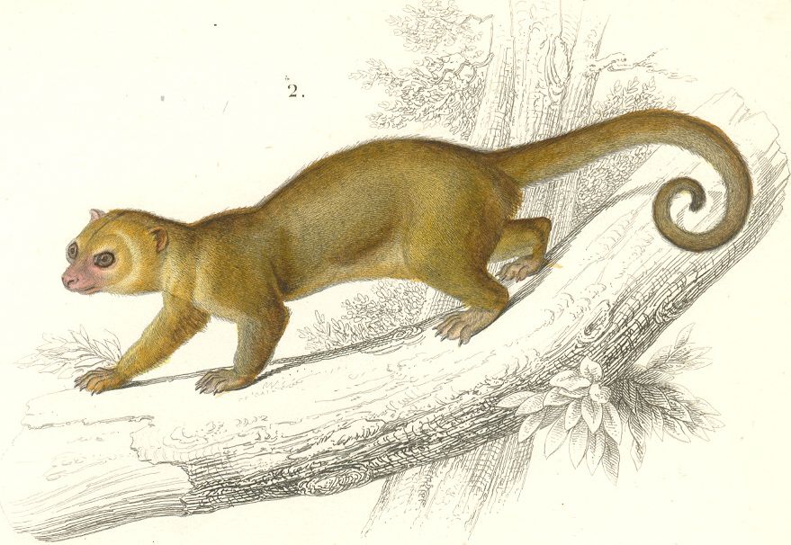 A Kinkajou and mostly good news for wildlife