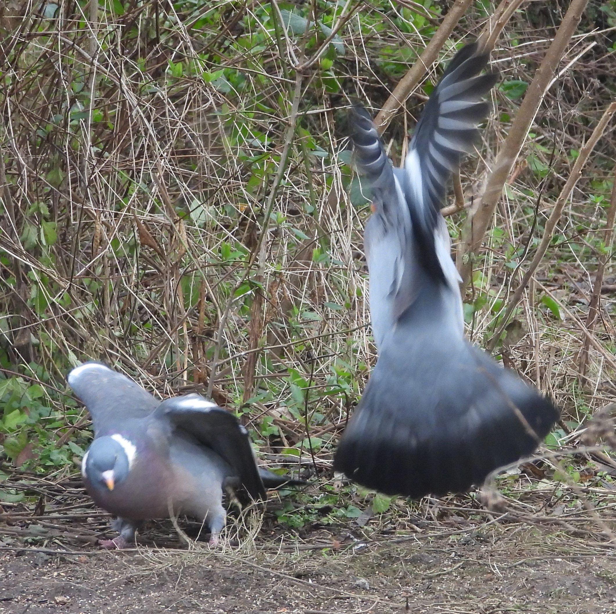 Wood Pigeons, the British Trust for Ornithology News