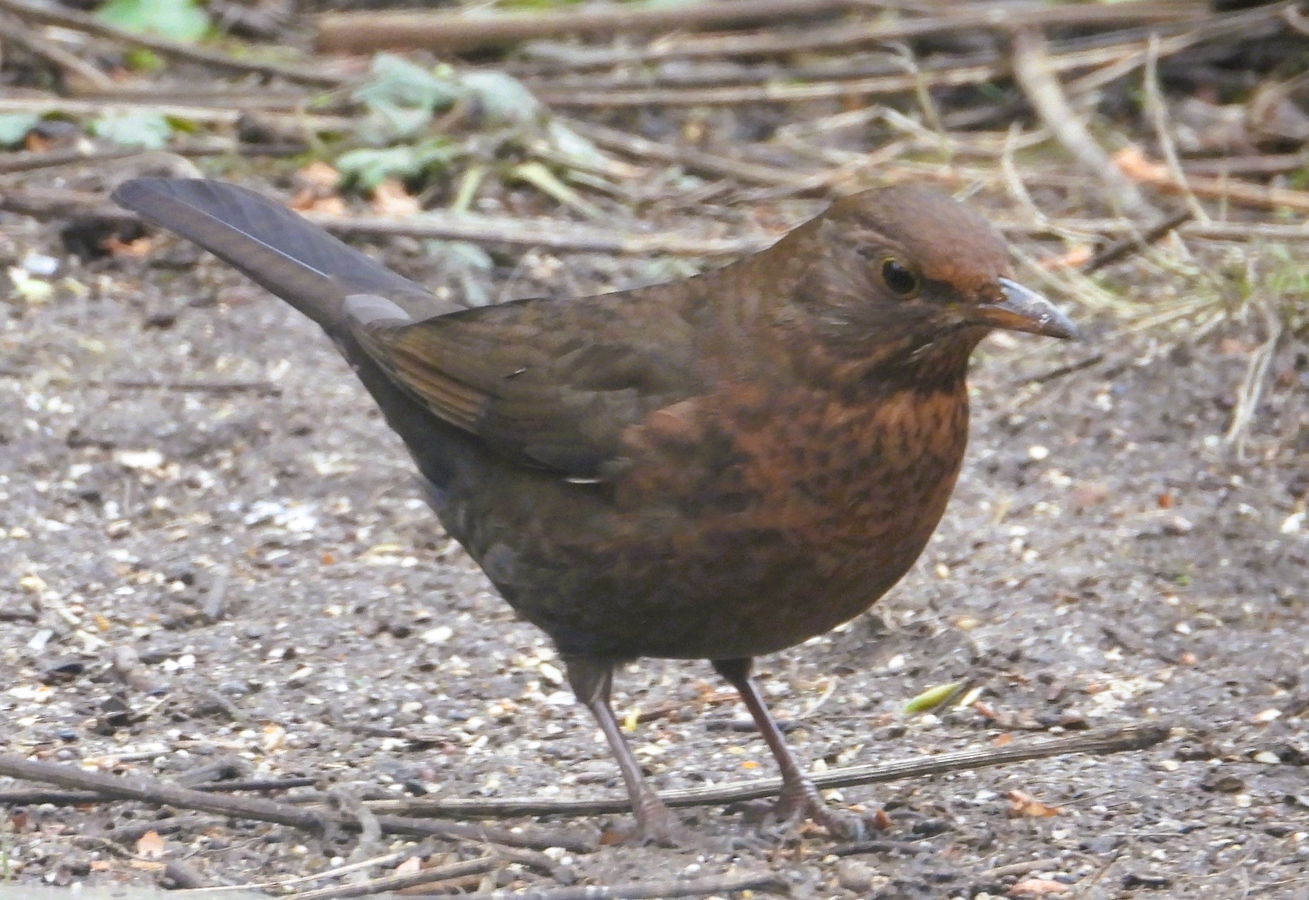 Various birds, wolves, maths and NASA