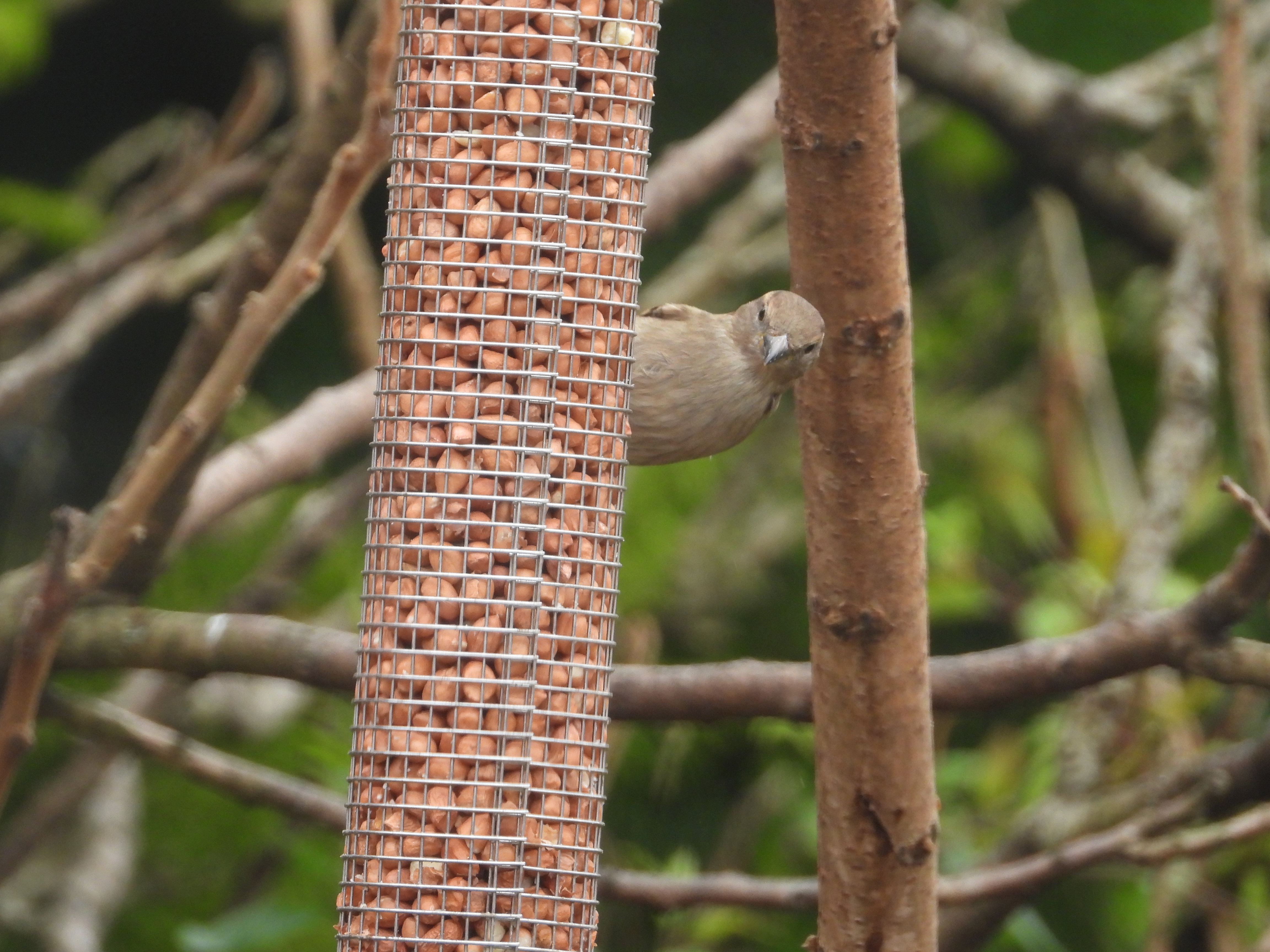 Sparrow with attitude