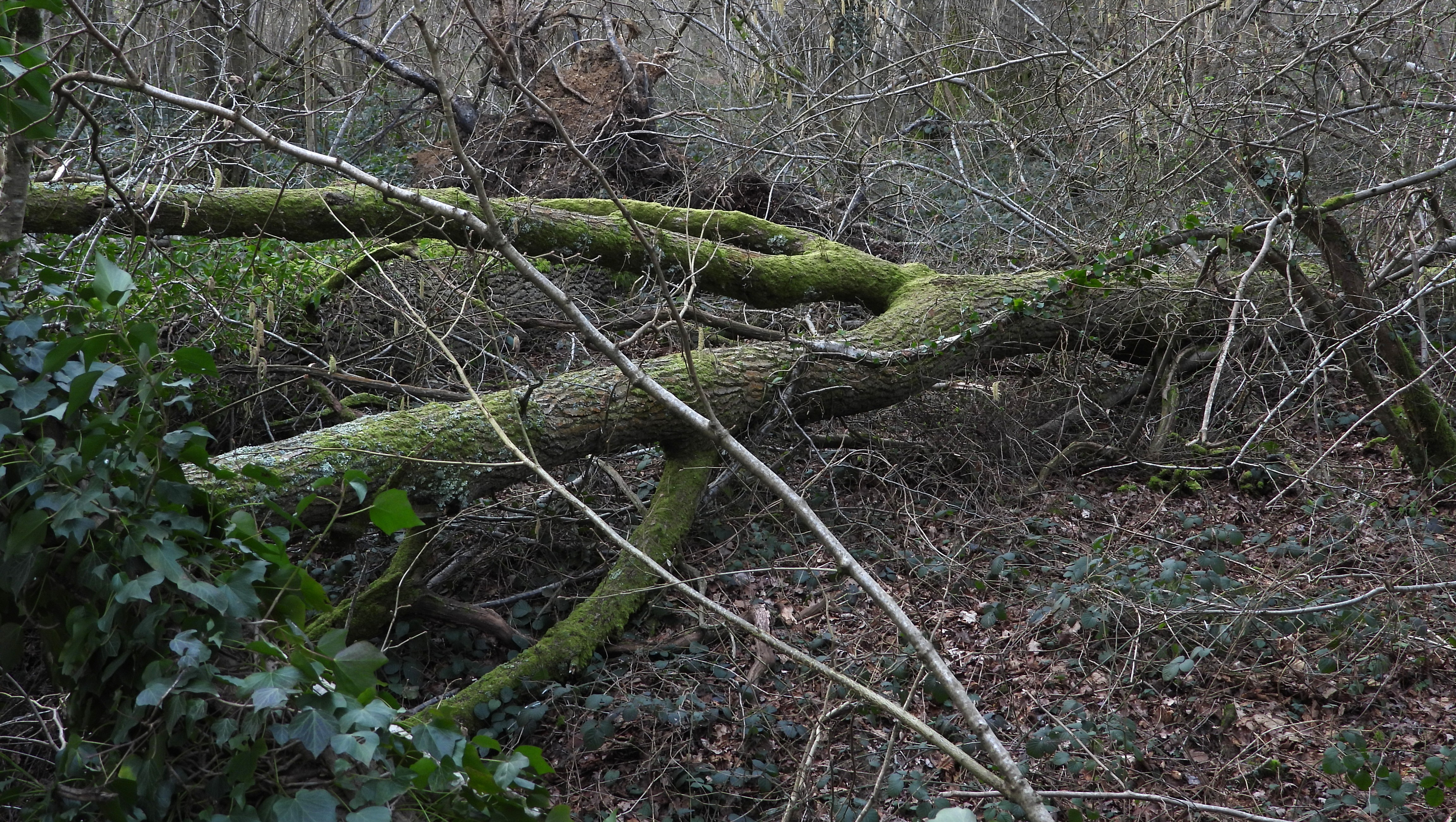 Fallen oak