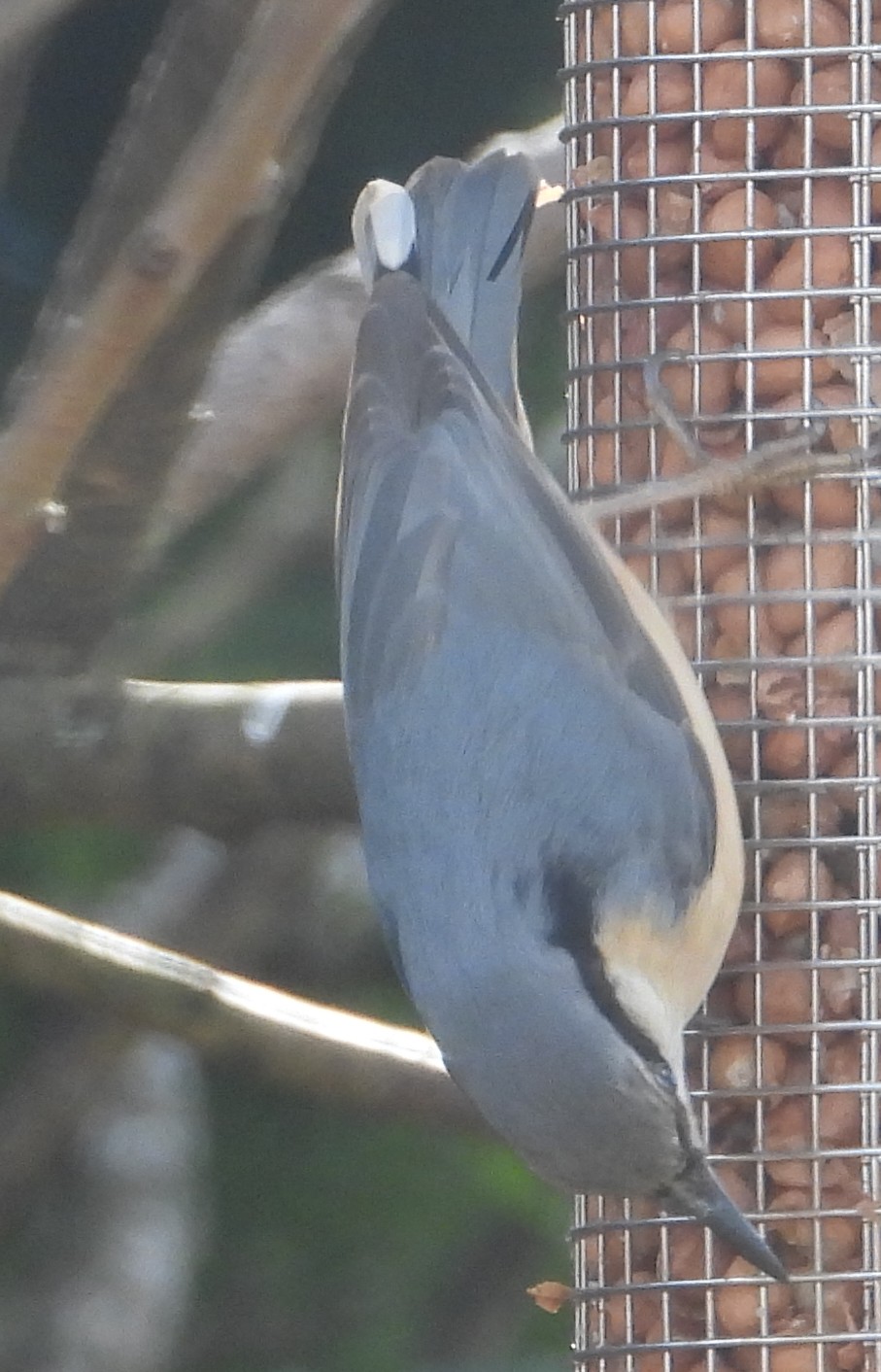 Bird Table – the BTO magazine for Garden Birdwatchers, BTO News & more