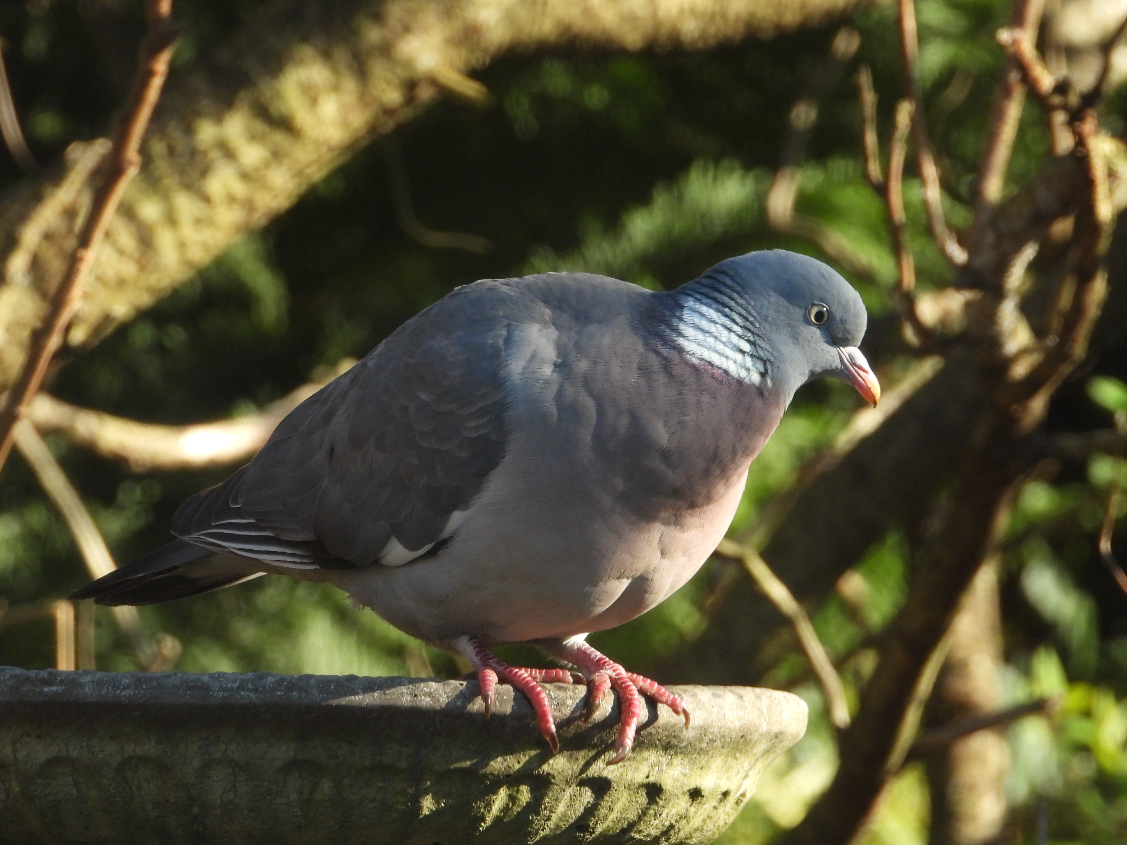 Ambelopoulia, Jeremy Clarkson, Steve Backshall, Maria Vincent Robinson, Thames Water, Cheltenham and more