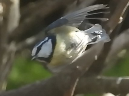 Photographing birds in flight part II