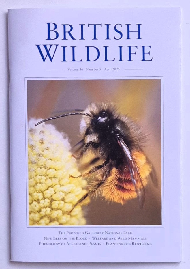British Wildlife magazine April 2025, Swift Bricks & the Planning and Infrastructure Bill