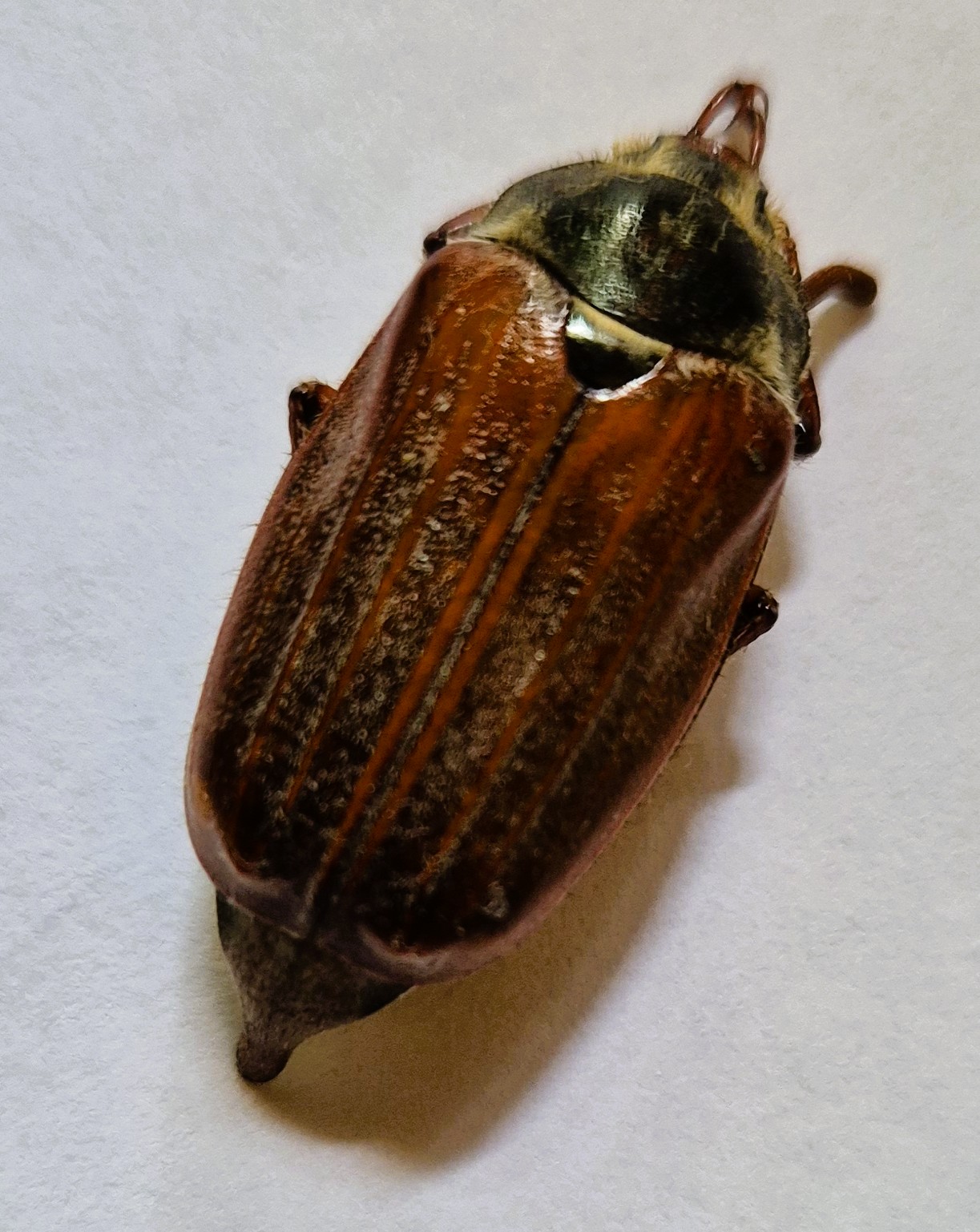 May bug, PETA, Wild Justice, Protect the Wild, Icefish and more