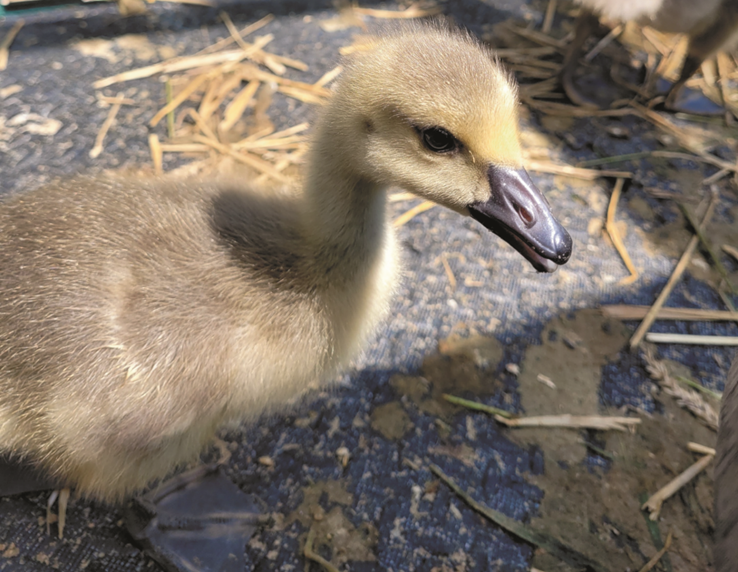 Being a gosling chauffeur; Tumuli and White Horses; Birdwatch magazine and Lucky Dube vs Keir Starmer
