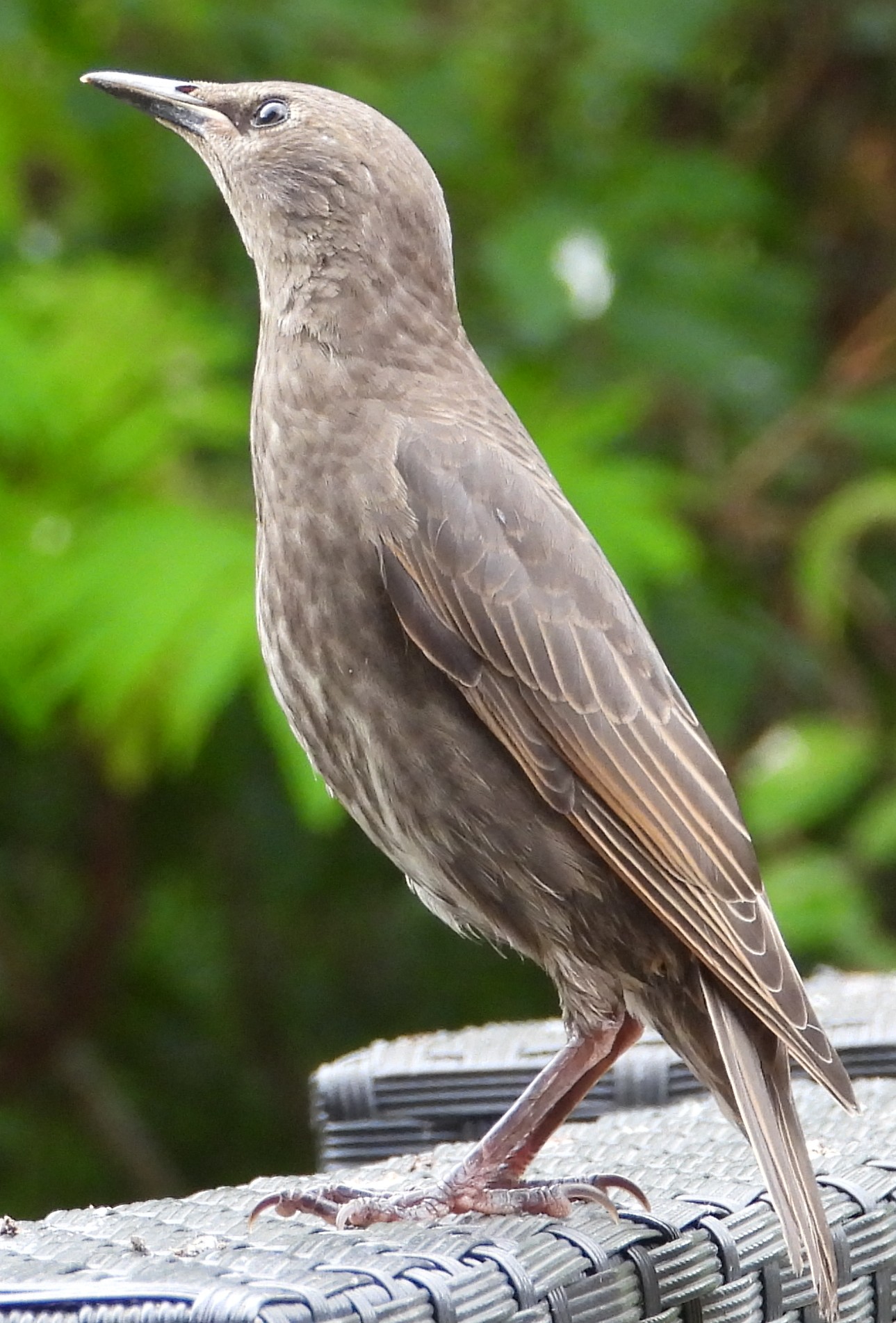 Gifts of Nature: The Return of the Starlings; A Wren’s Nest; Other Birds, a Ladybird and Flowers