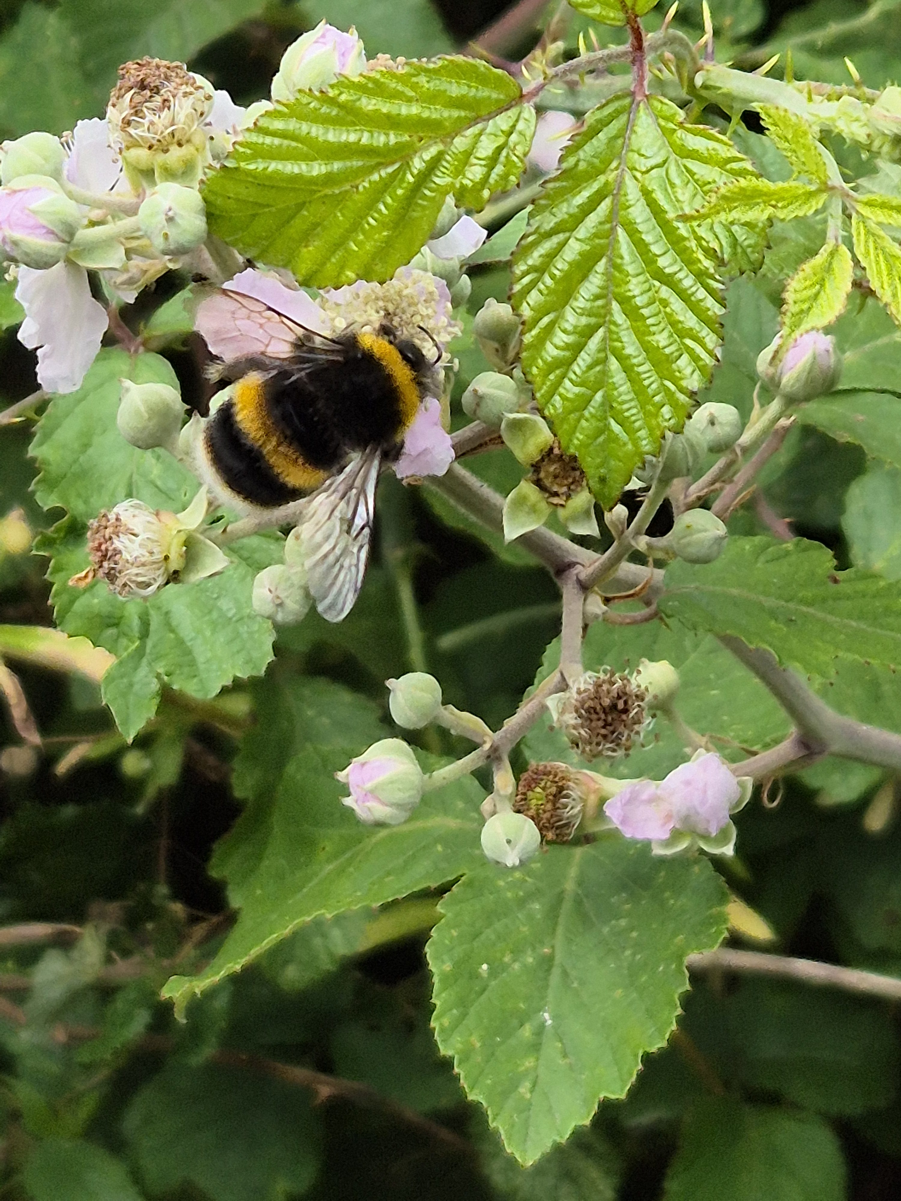 Badger sett survey June 2025