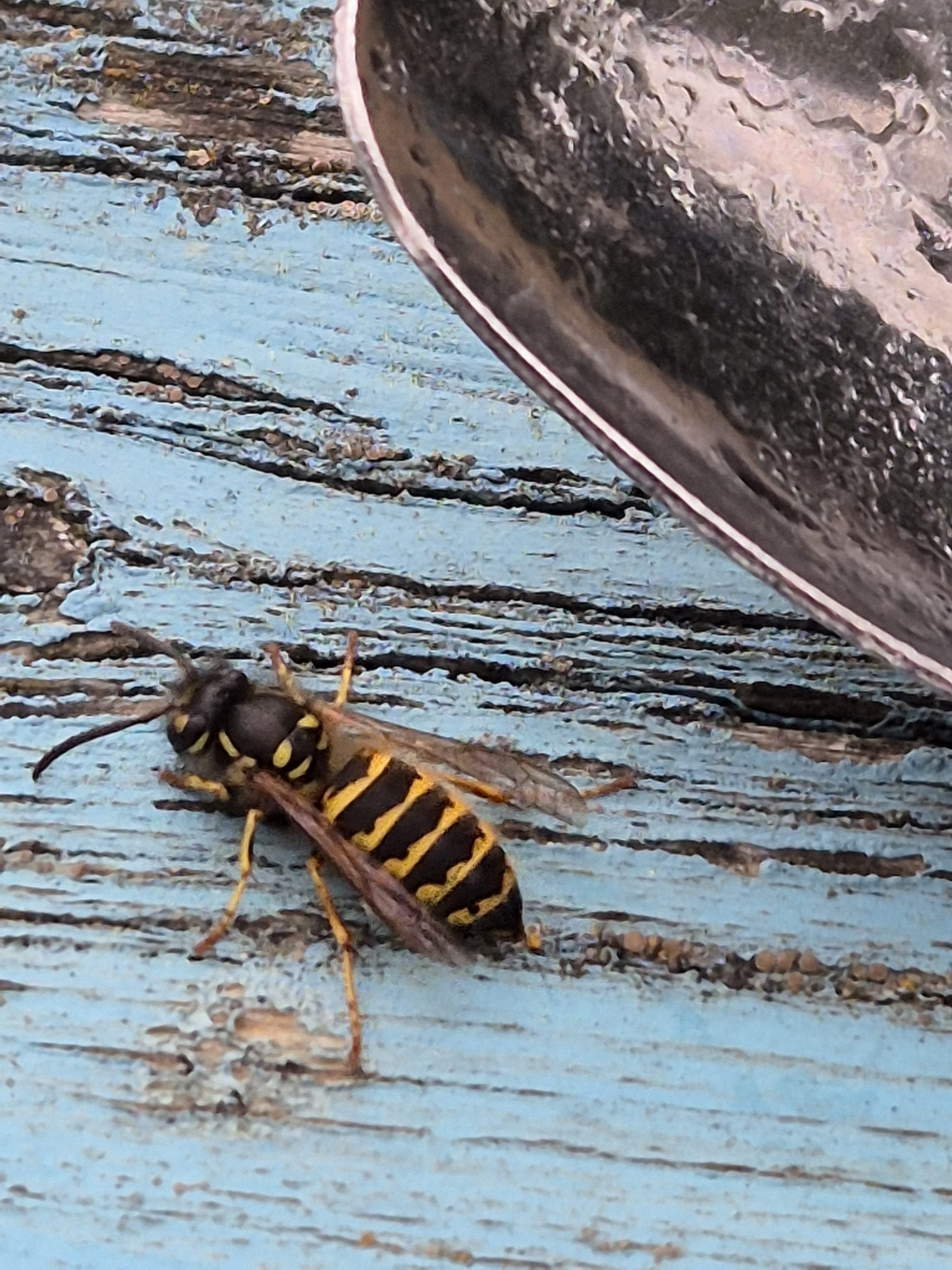 A Robin in the Summerhouse; a Drunken Wasp; Birds, Beasts & Bedlam (book review) and a bit of Star Trek