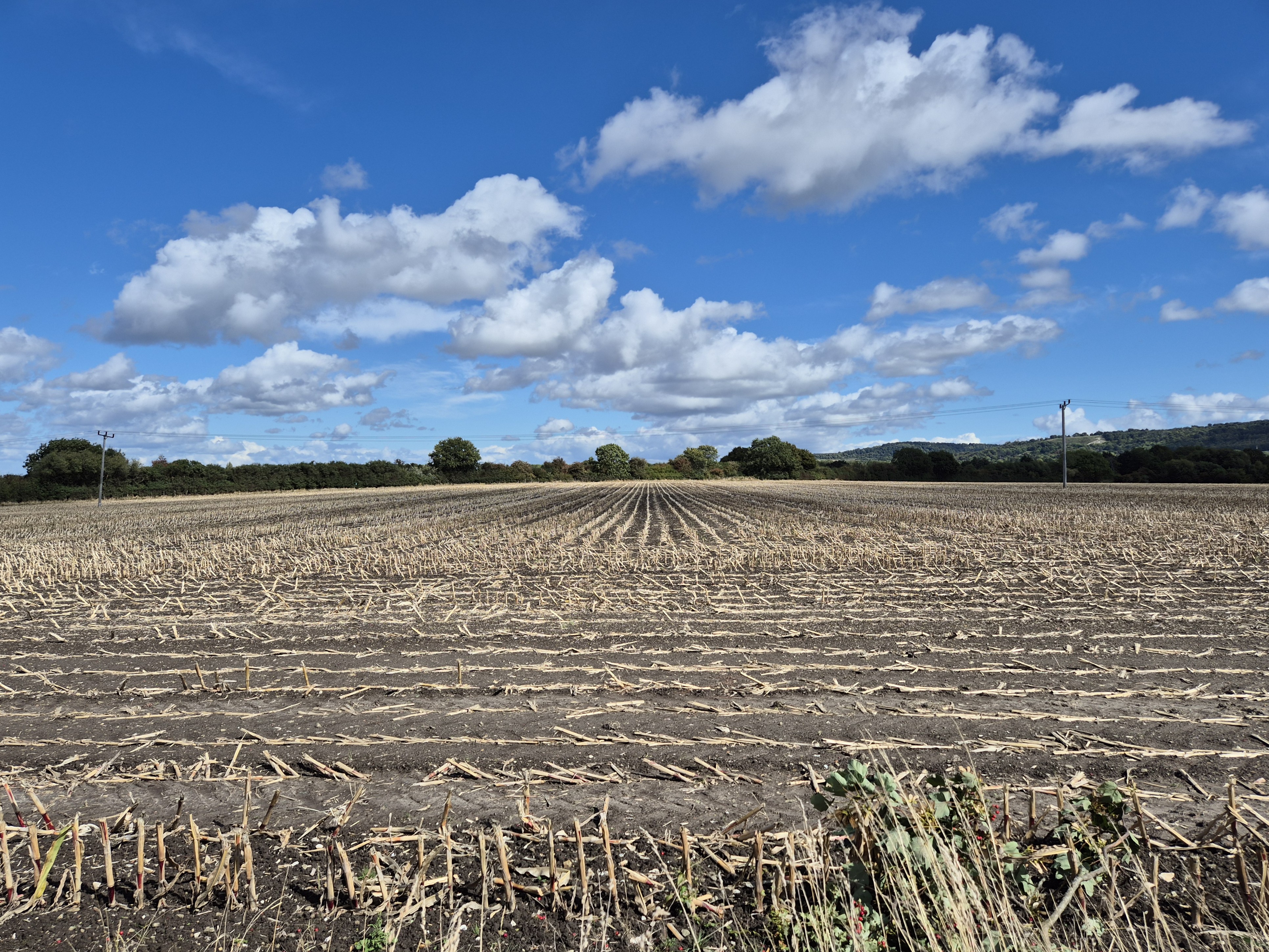 Phoenix Trail, a double rainbow, a Sparrowhawk in the garden and a bird murder raffle