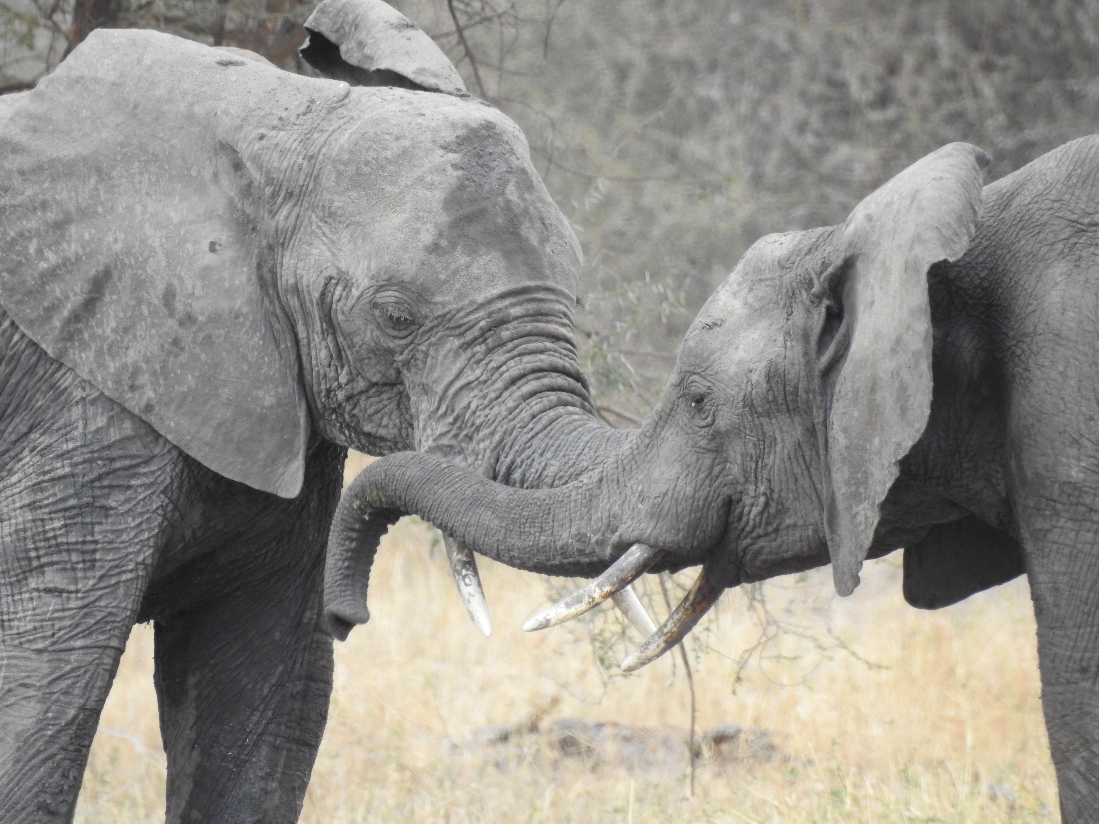 Elephants, Cane Toads and a Southern Oak Bush-cricket