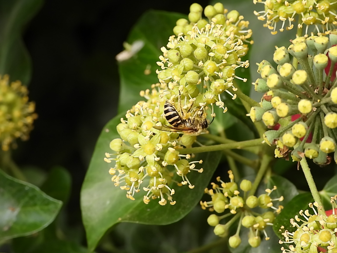 Ivy flowers, WordPress nags, a canal journalist, chuckwallahs, Wild Justice, planning, autumn leaves, penguins in prison, a butterfly healer, Hamza Yassin, Hitchens and Fry on the Catholic church, and first fungi of the year