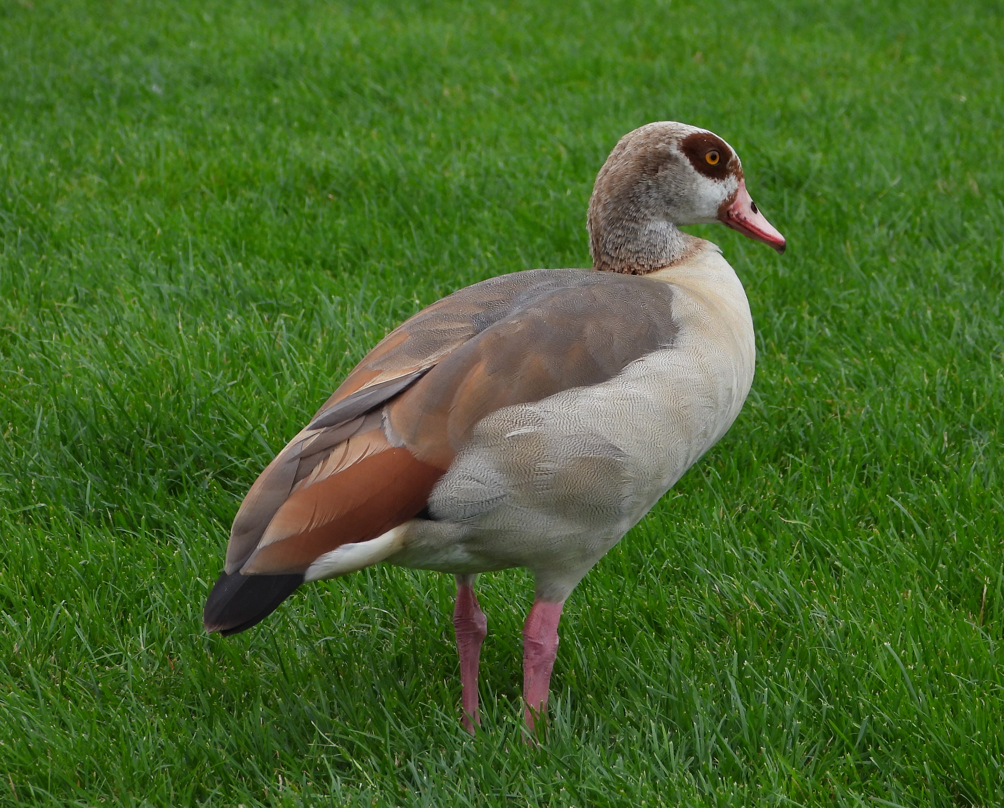 Egyptian Geese, Otters, British Wildlife and Keith Richards
