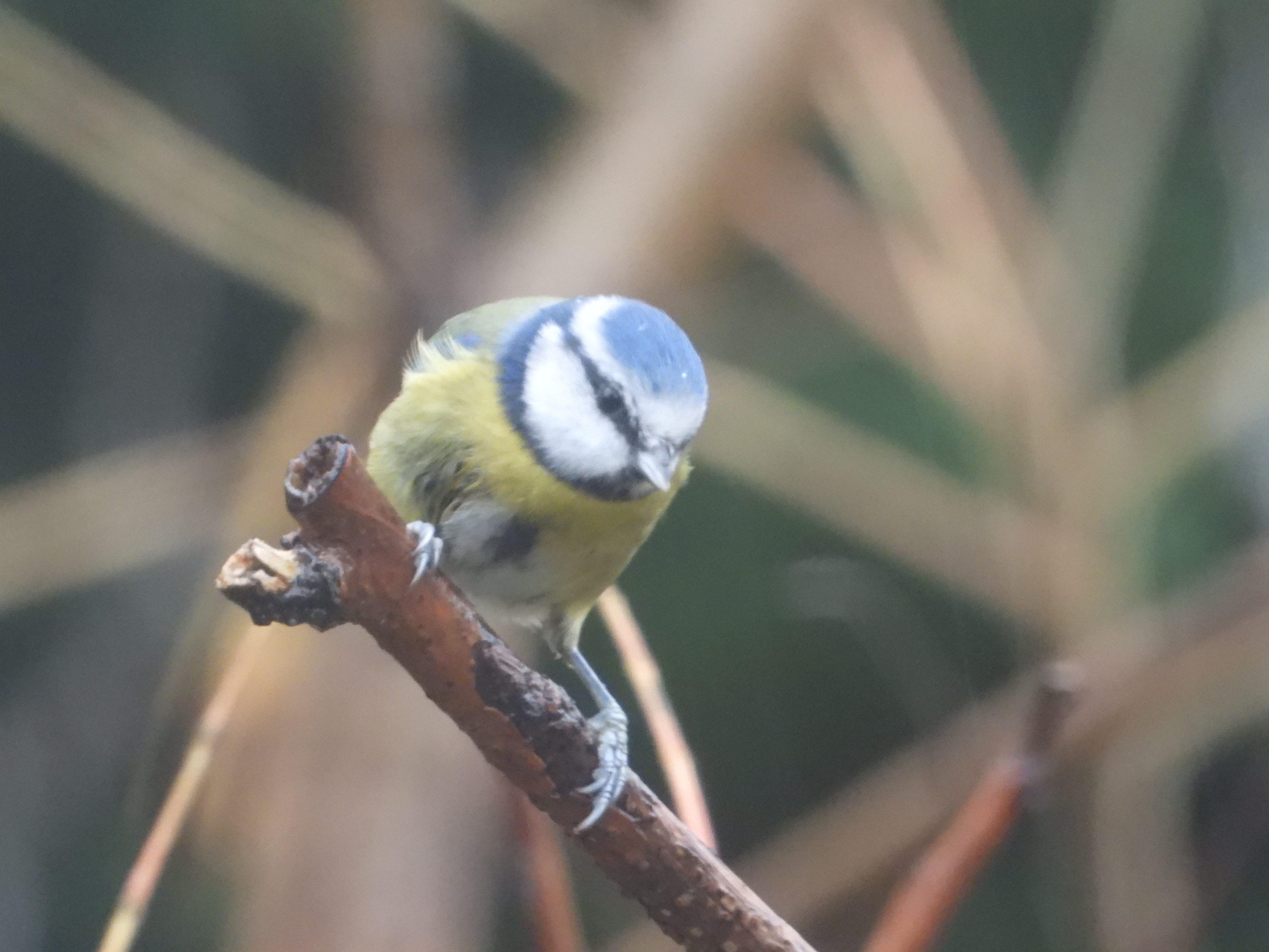Sarcastic Fringehead