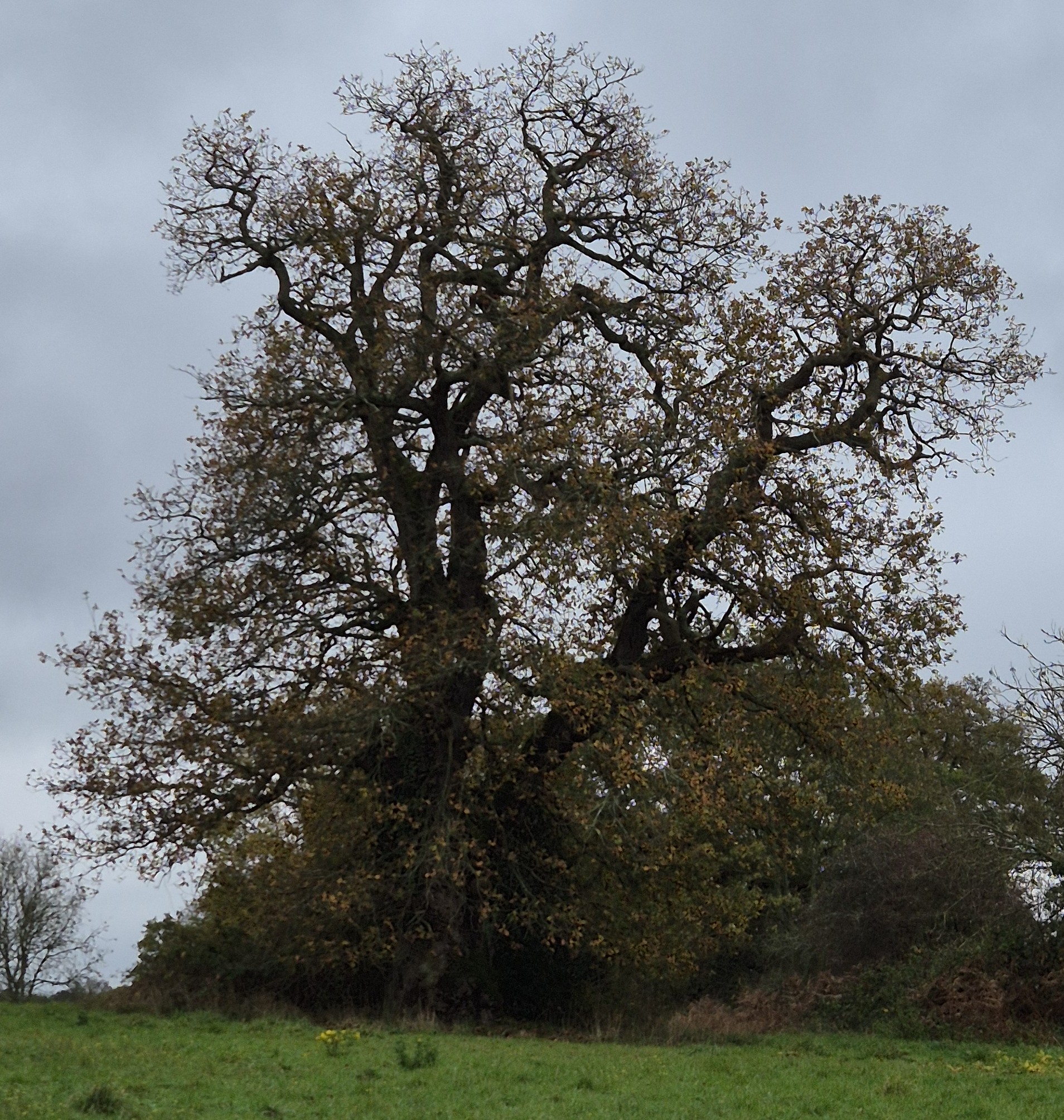 An oaken sett survey