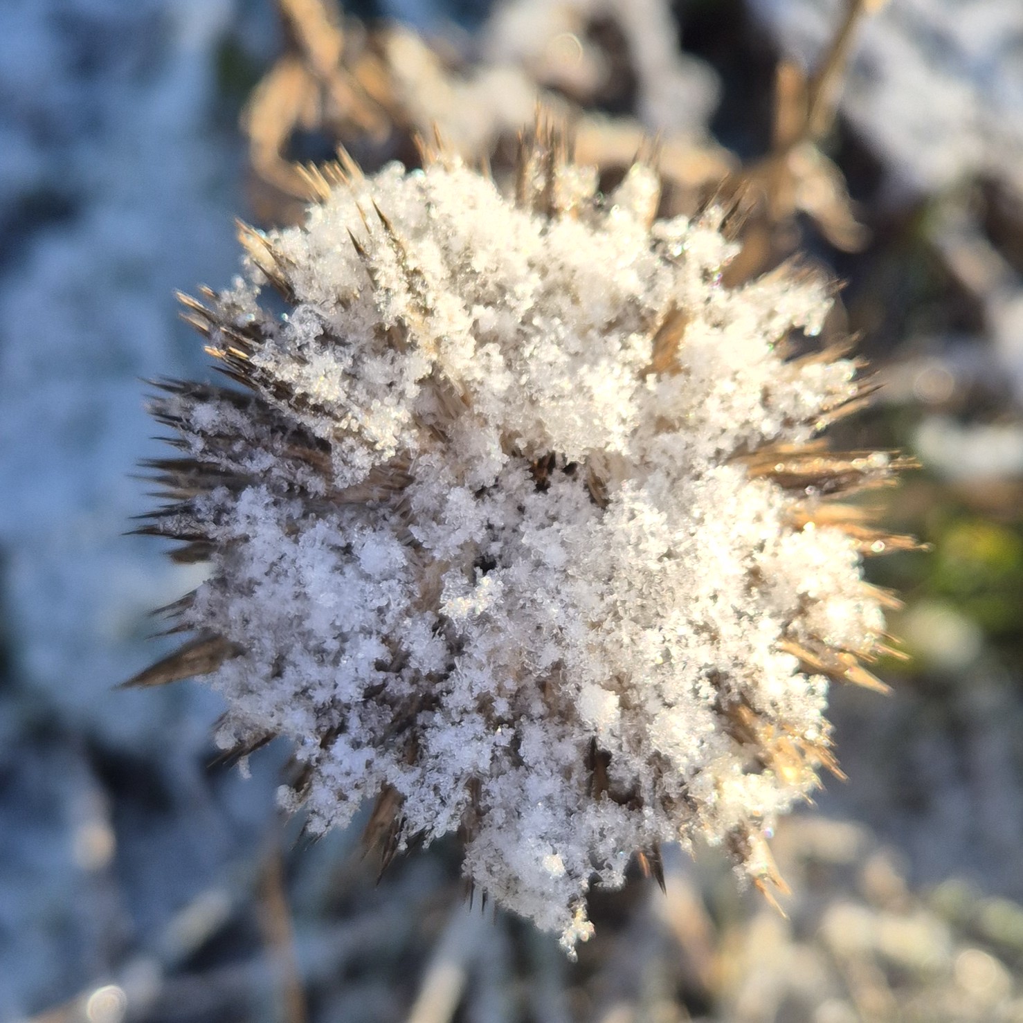 Birdwatch, Thylacine extinction, Penguins in prison, HS2, Pheasants and Woodcock, Ticks